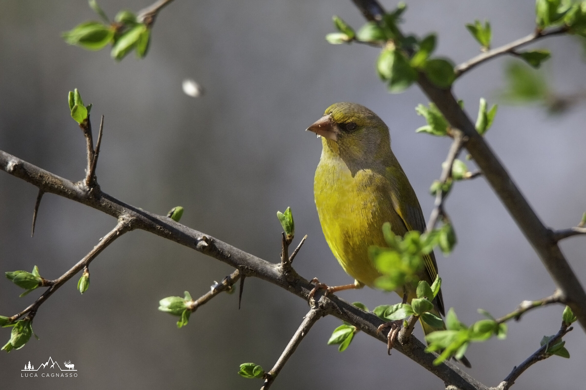 Verdone Europeo su ramo (Chloris chloris)