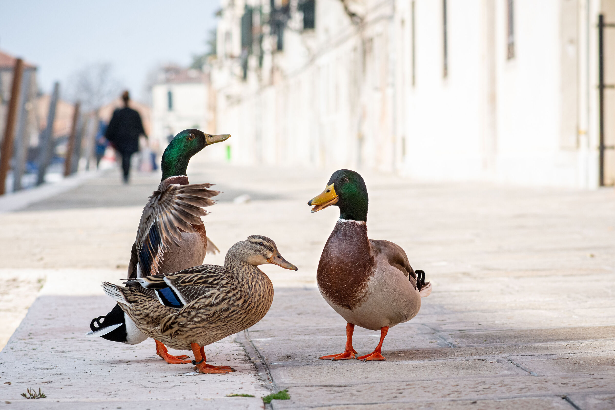 three comari in foundation