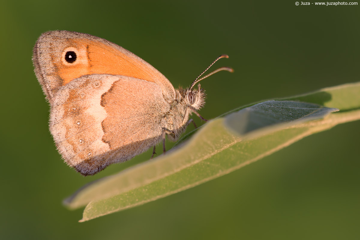 Coenonympha pamphilus, 005929