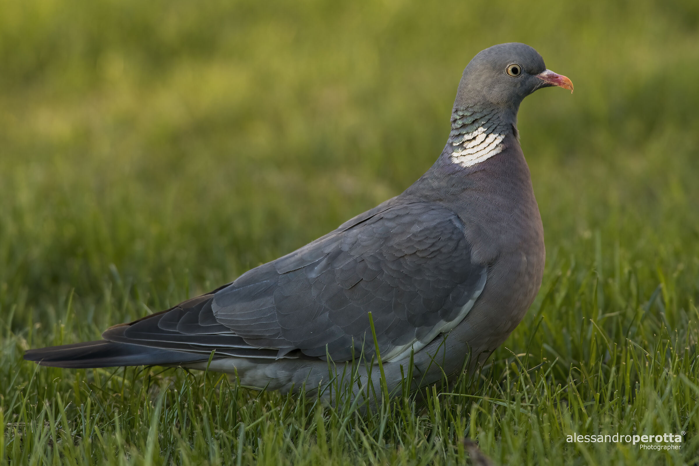Columba palumbus