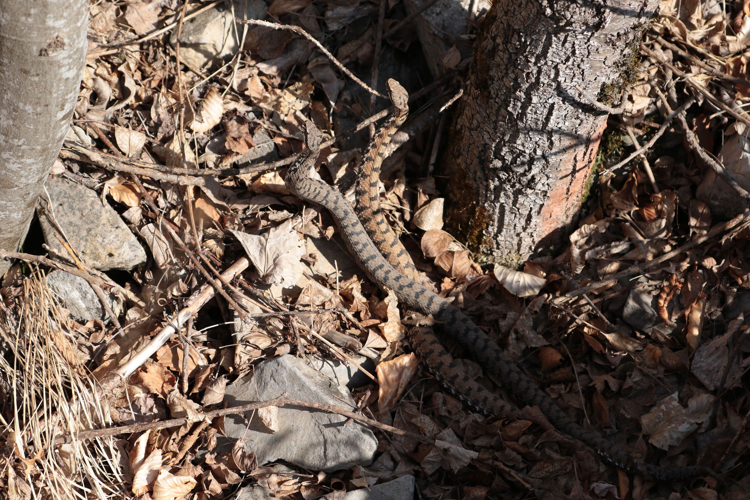 Vipera aspis ssp. francisciredi