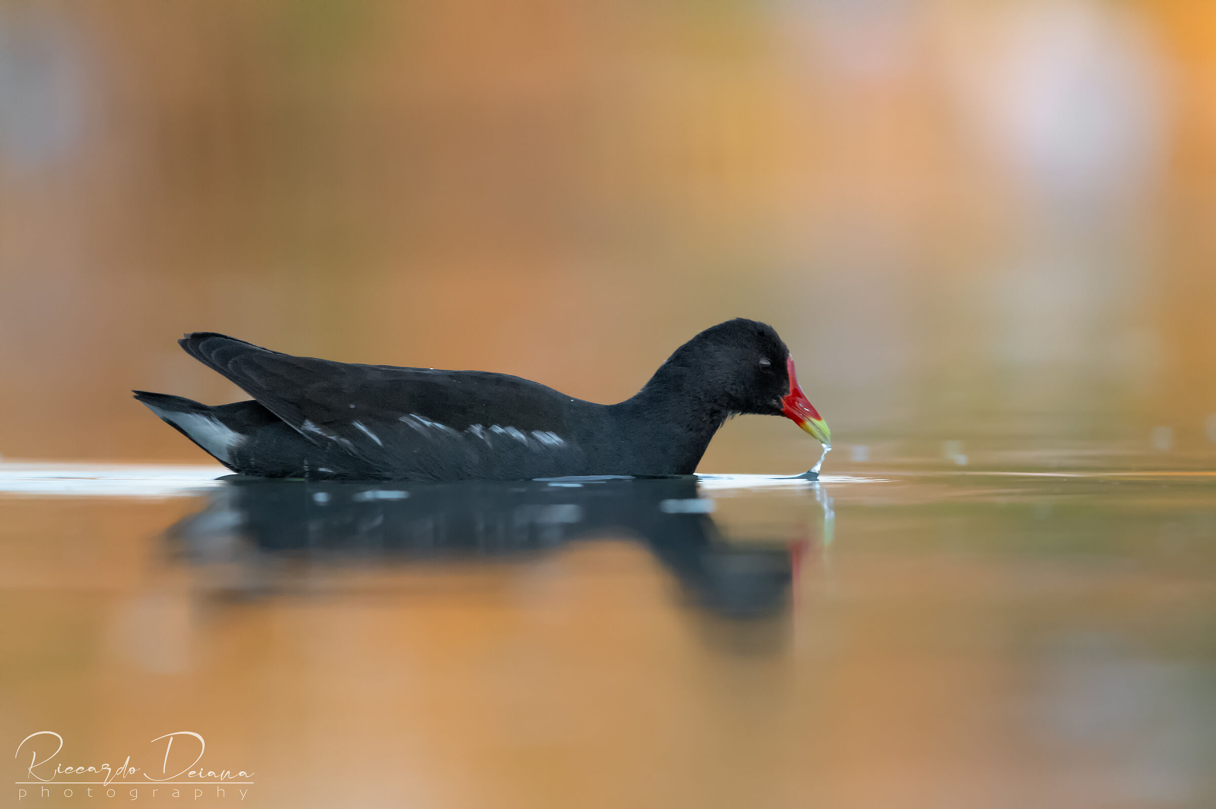 Gallinella al tramonto