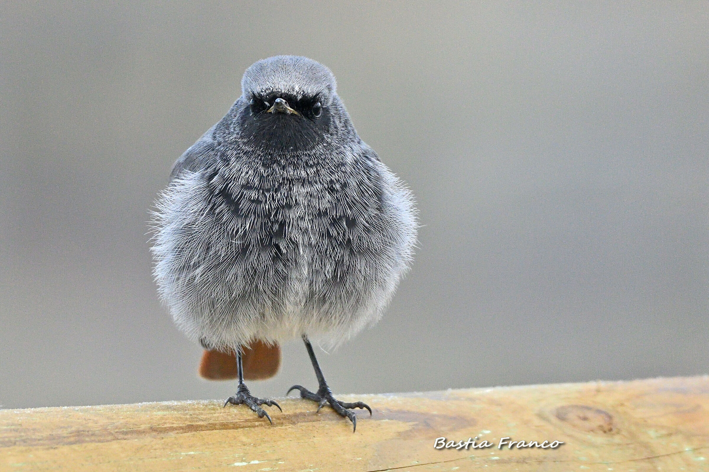 Codirosso spazzacamino maschio 1