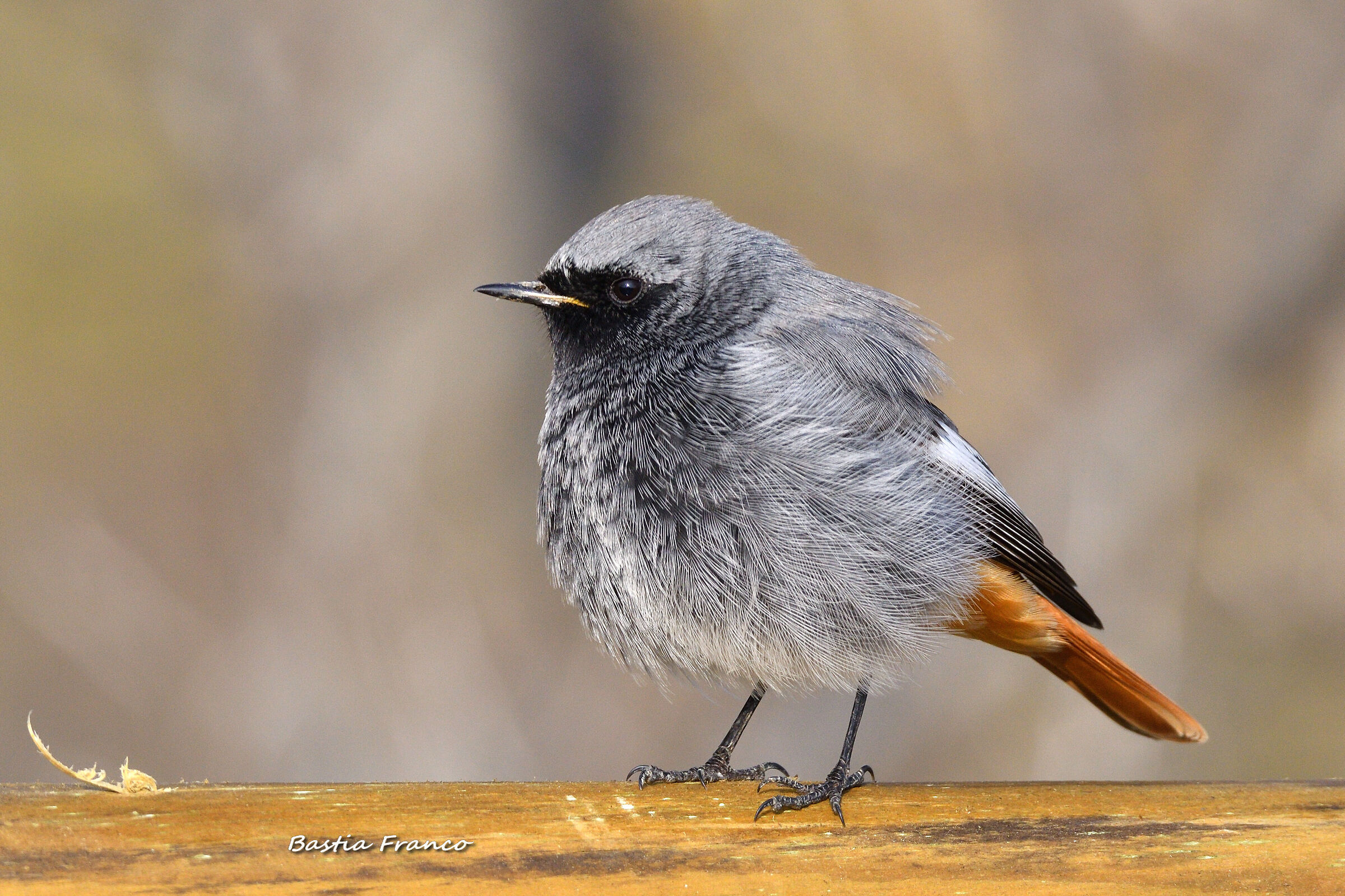 Codirosso spazzacamino maschio 2