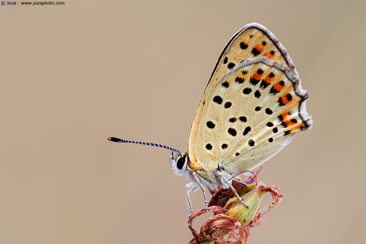 Lycaena tityrus, 005925