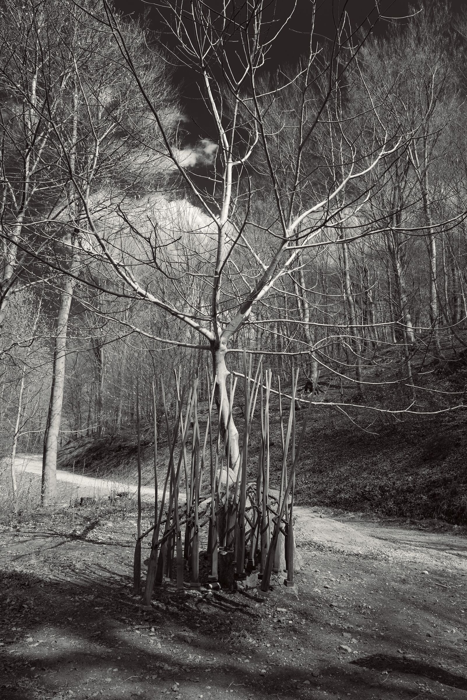 Scultura in legno, art in bosco