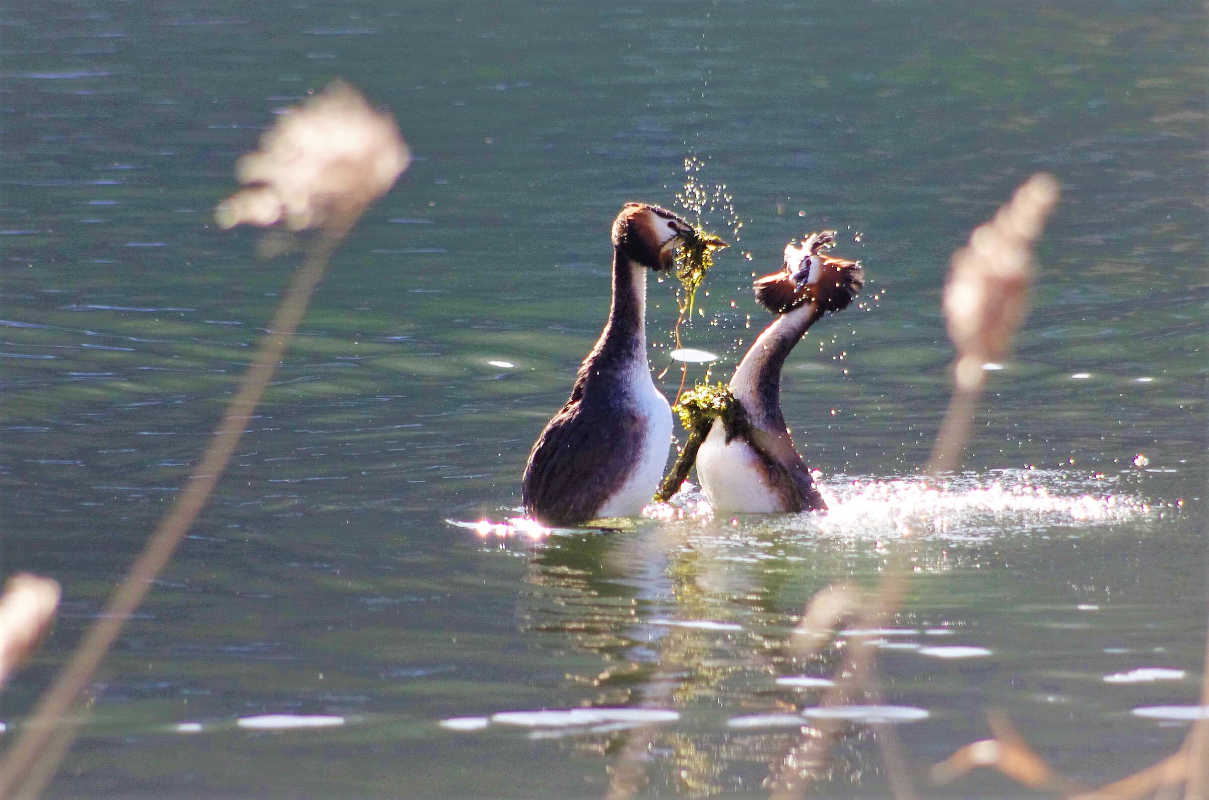 Svassi in amore BZ 2