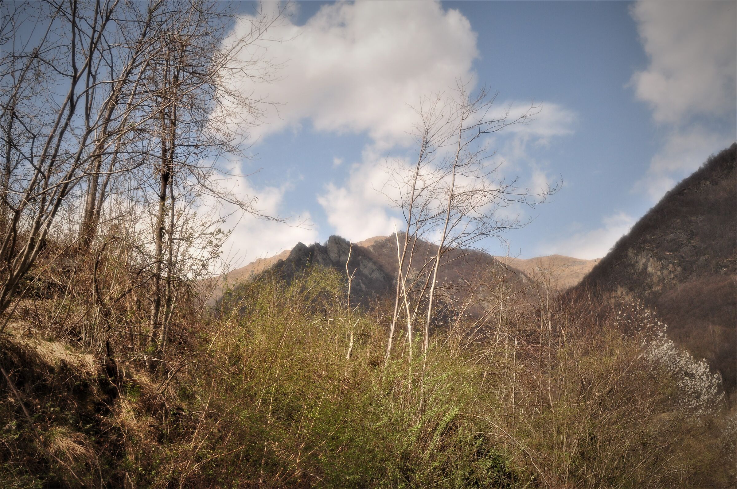 Montagne e bosco all'inizio della primavera