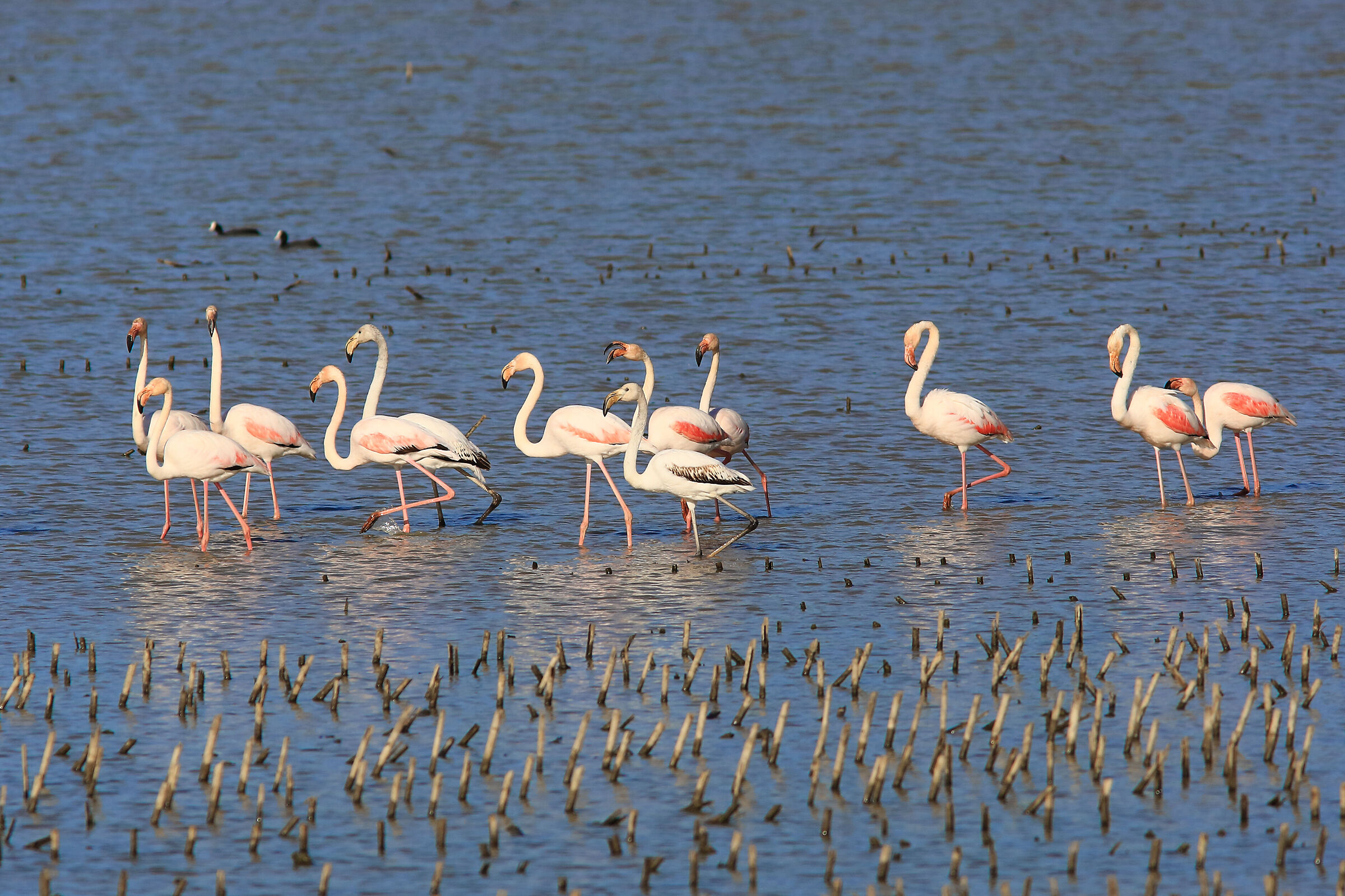 White and pink flamingos passing through the Padule.