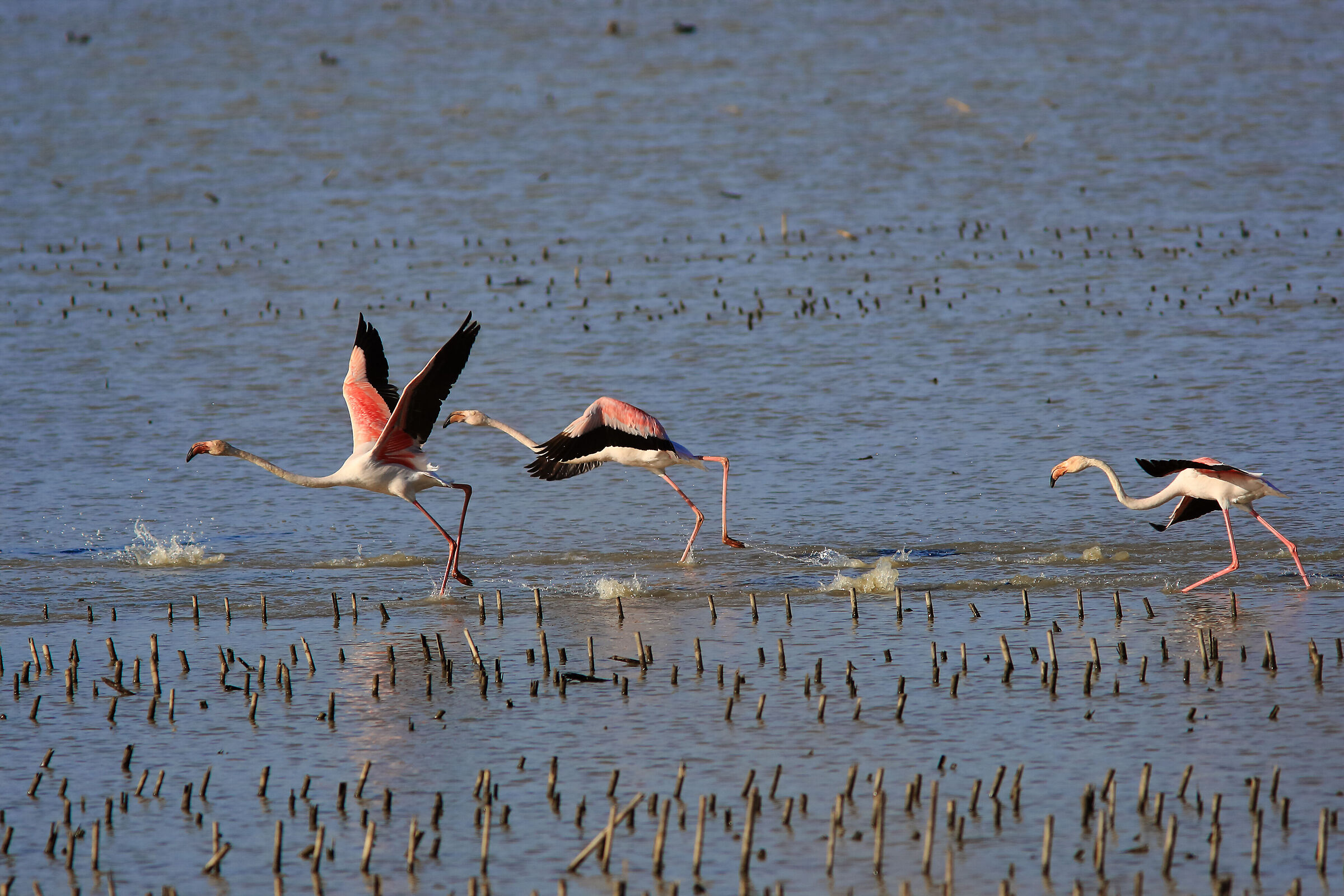 White and pink flamingos passing through the Padule.