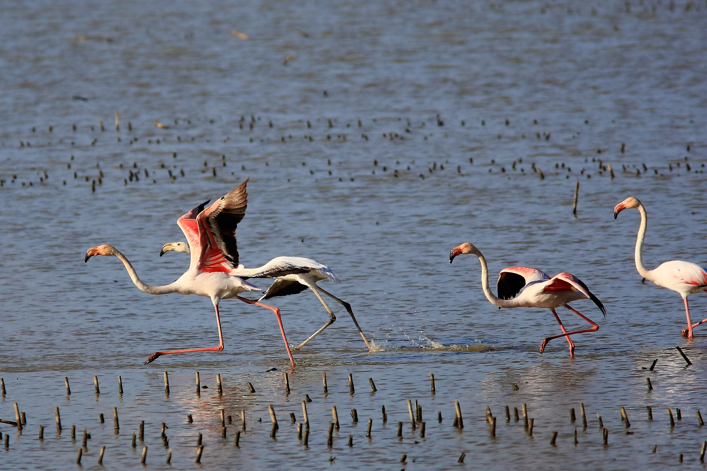 White and pink flamingos passing through the Padule.