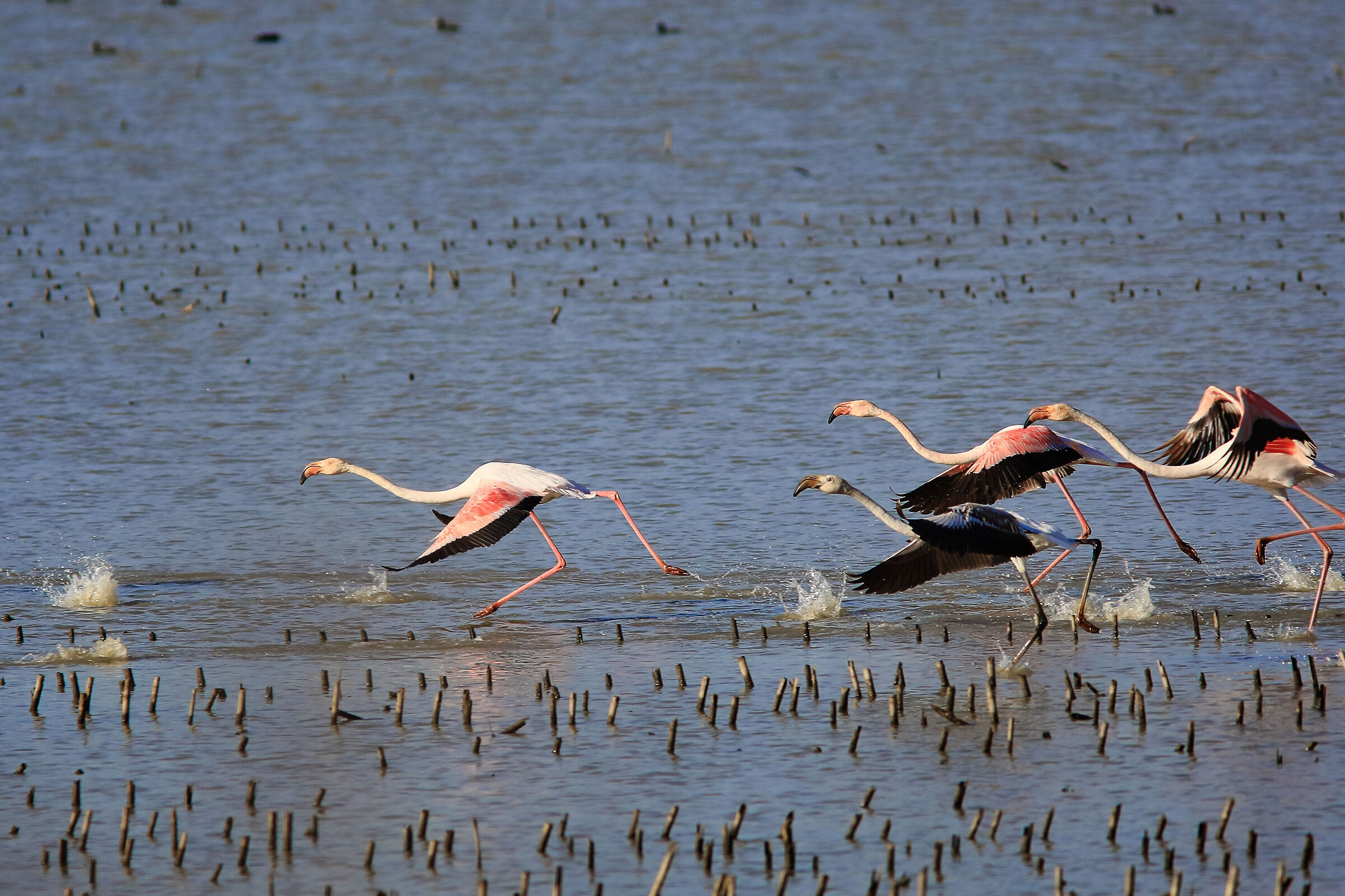 White and pink flamingos passing through the Padule.