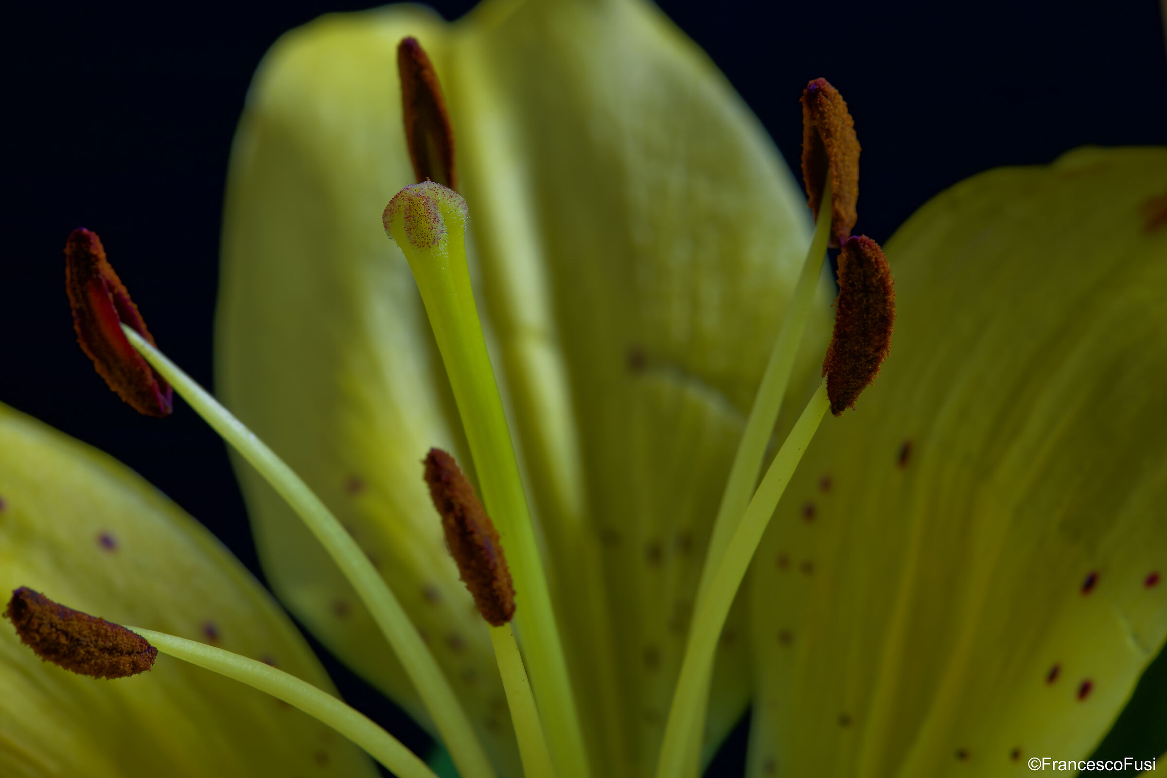 Lilium, particular.