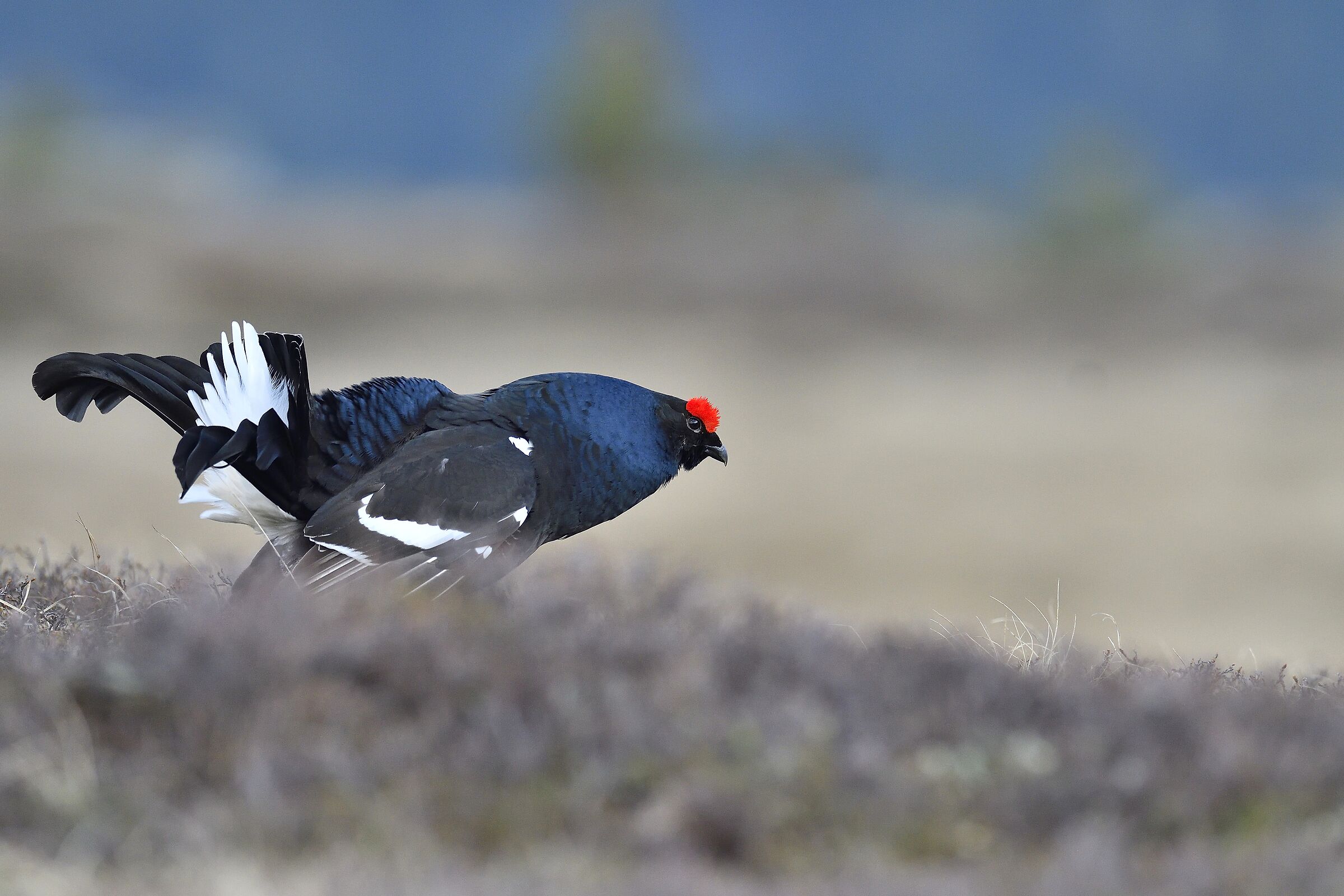 black grouse