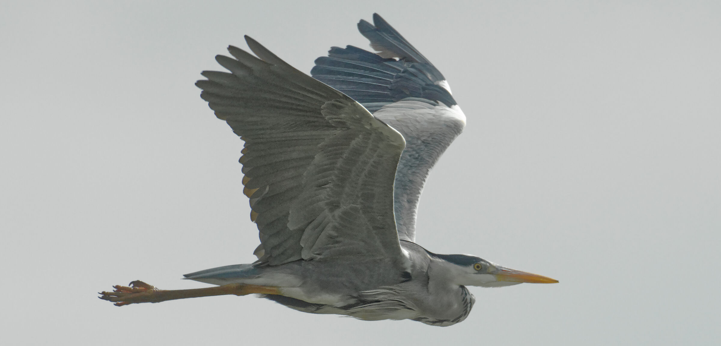 Heron Cenerino Dal Rio Bisavola