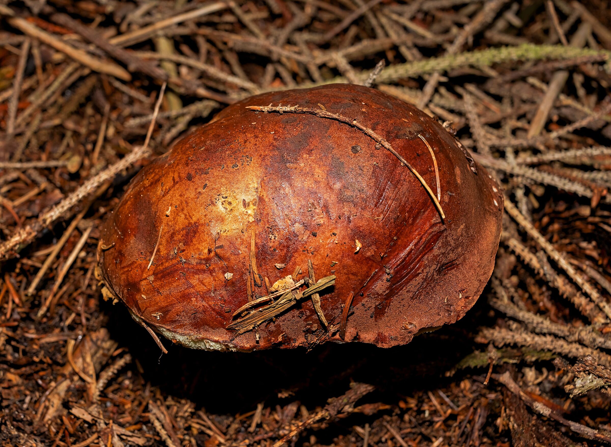 Mushroom Chestnut Monte Mottarone 9/09/2020