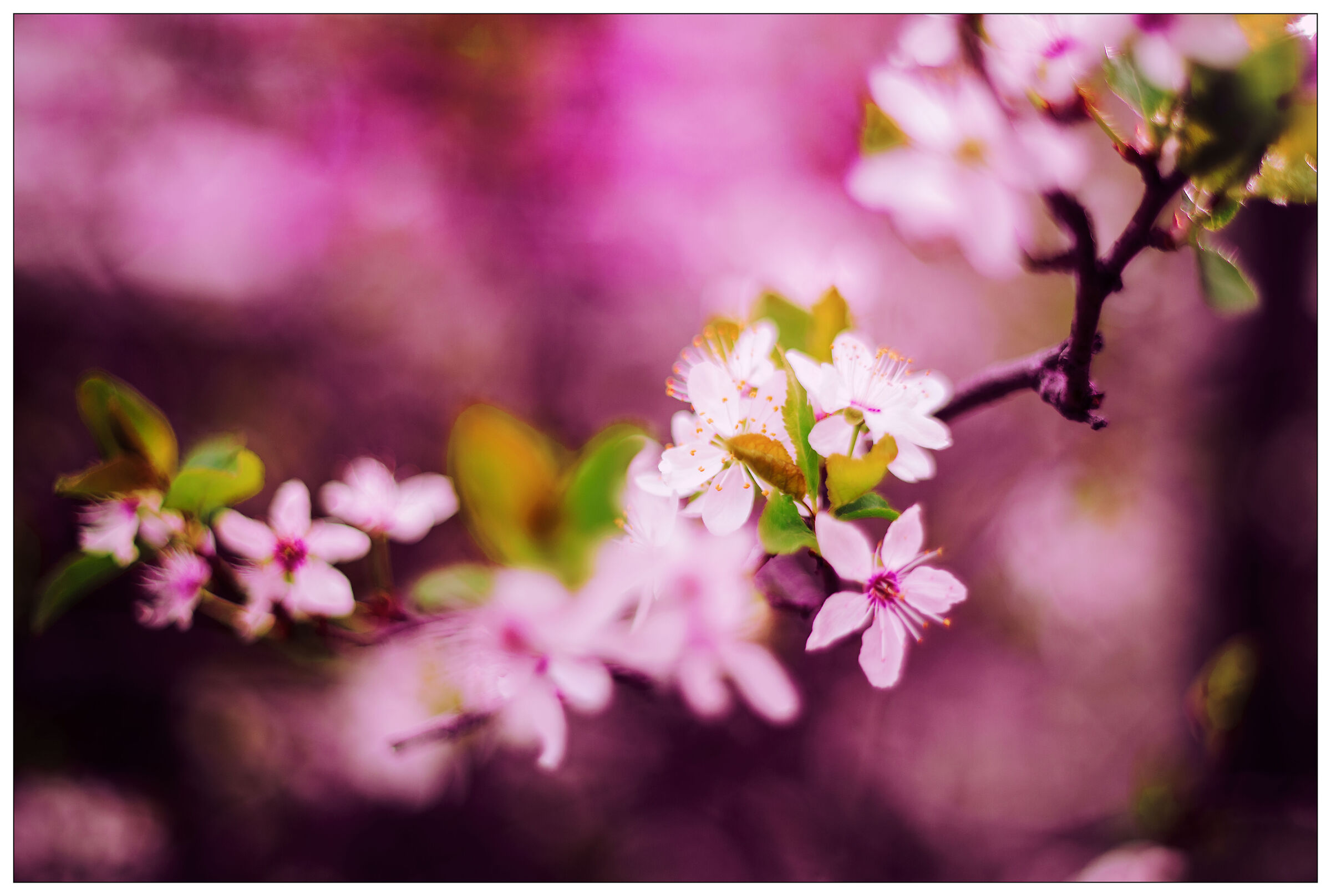 Primavera Impressioni