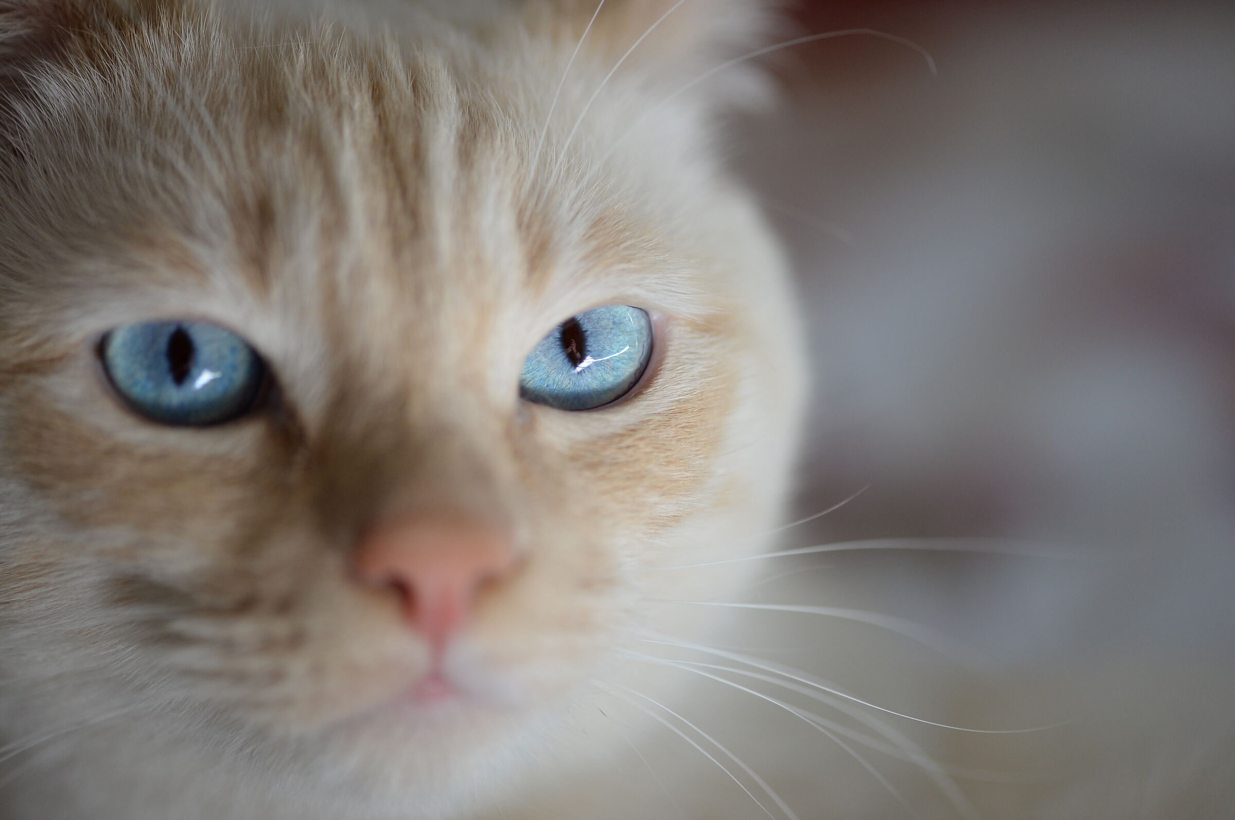 lo sguardo felino