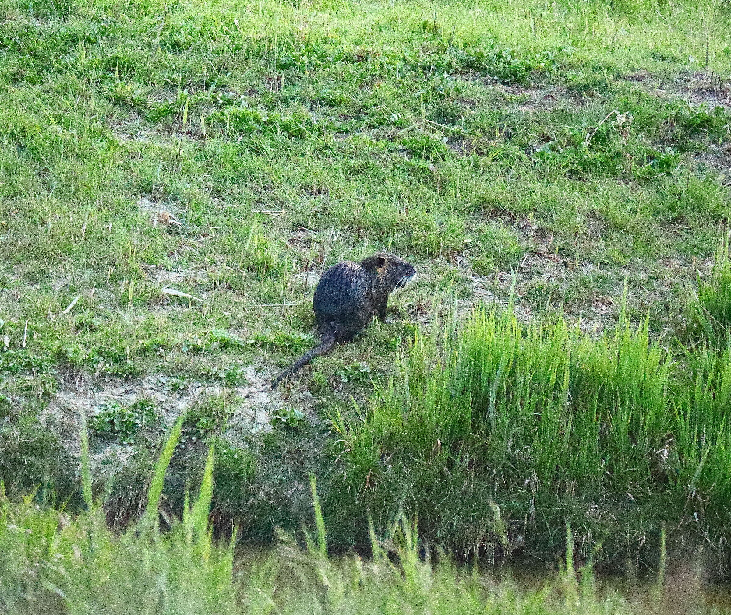 Nutria of Coltano