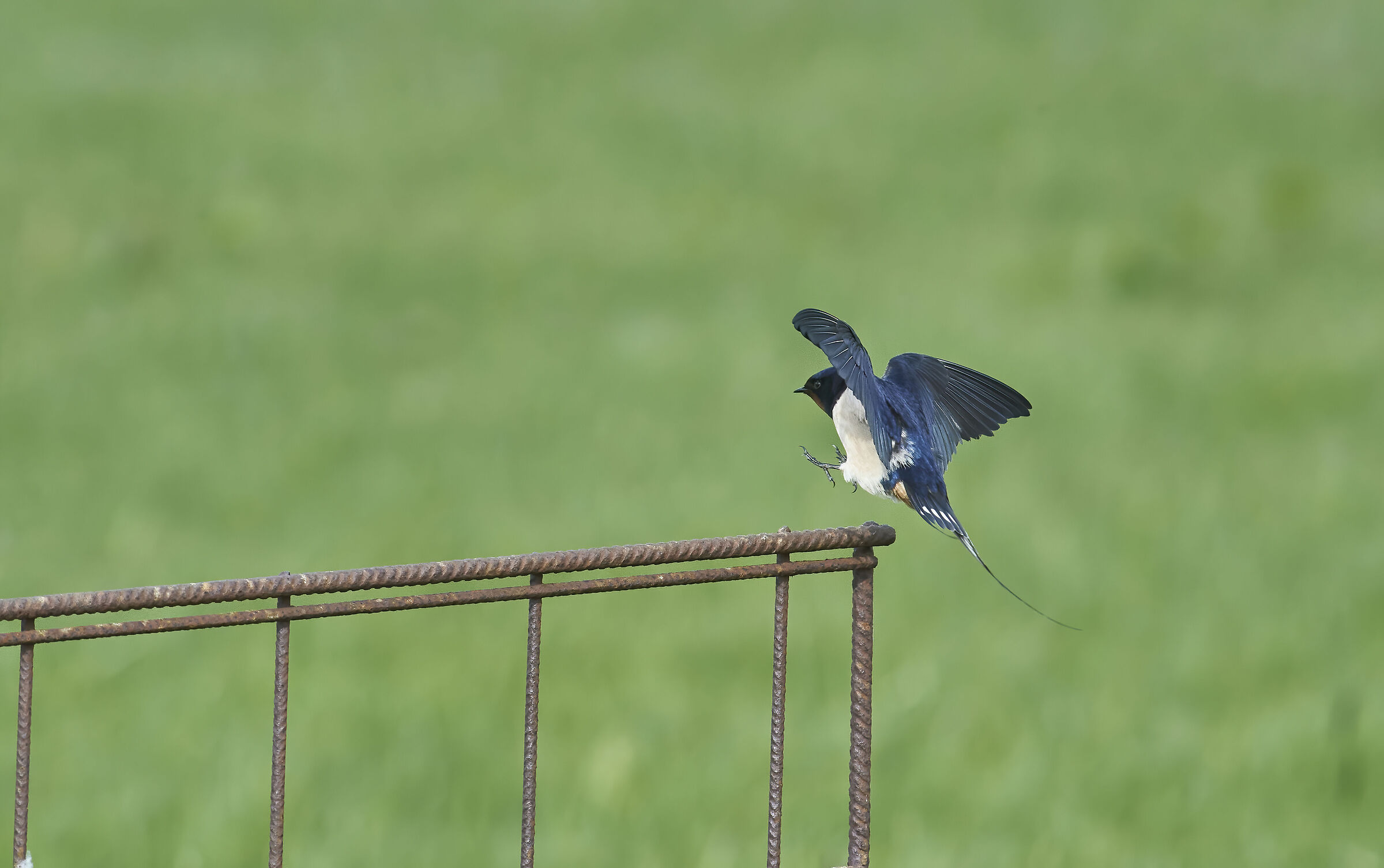 Barn Swallow landing