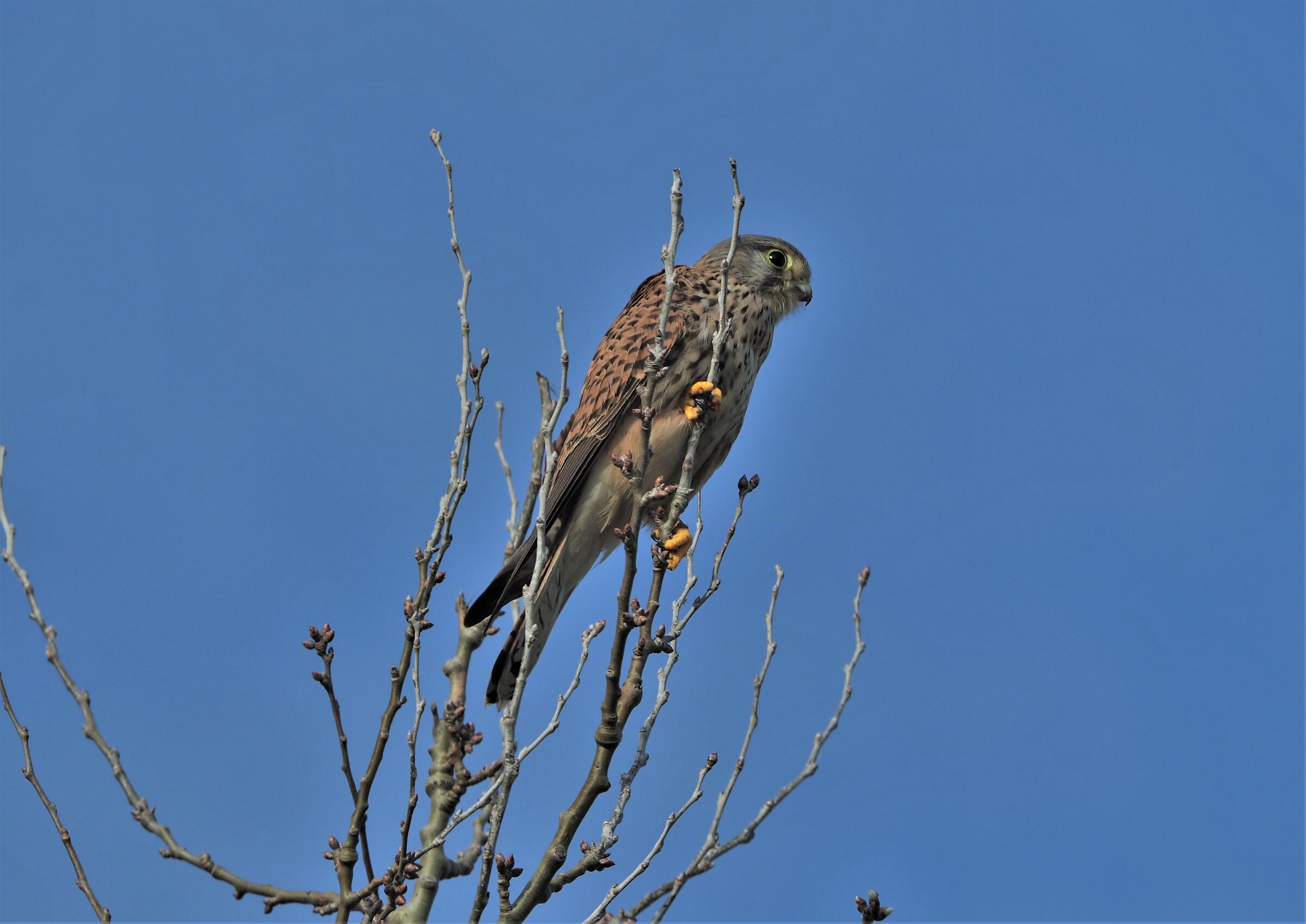 kestrel