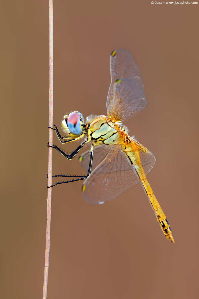 Sympetrum fonscolombii, 005930