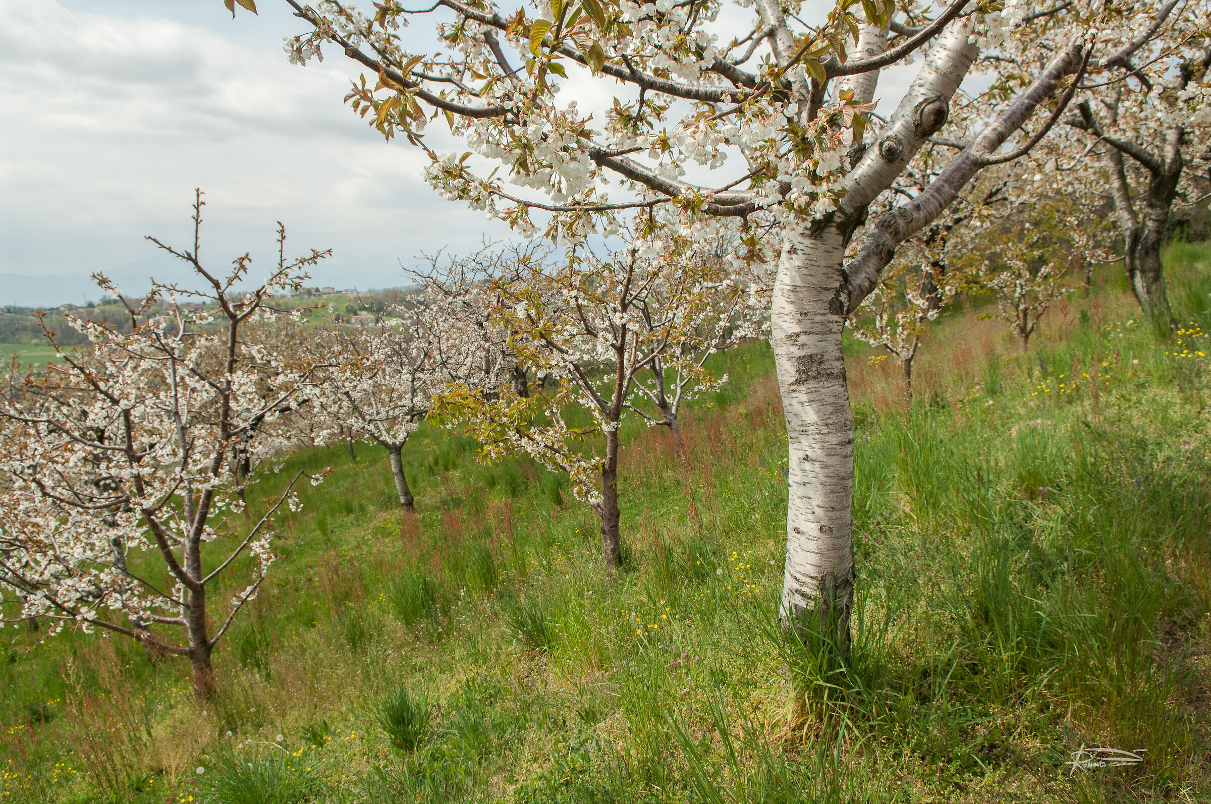 Ciliegi in Fiore a Marostica