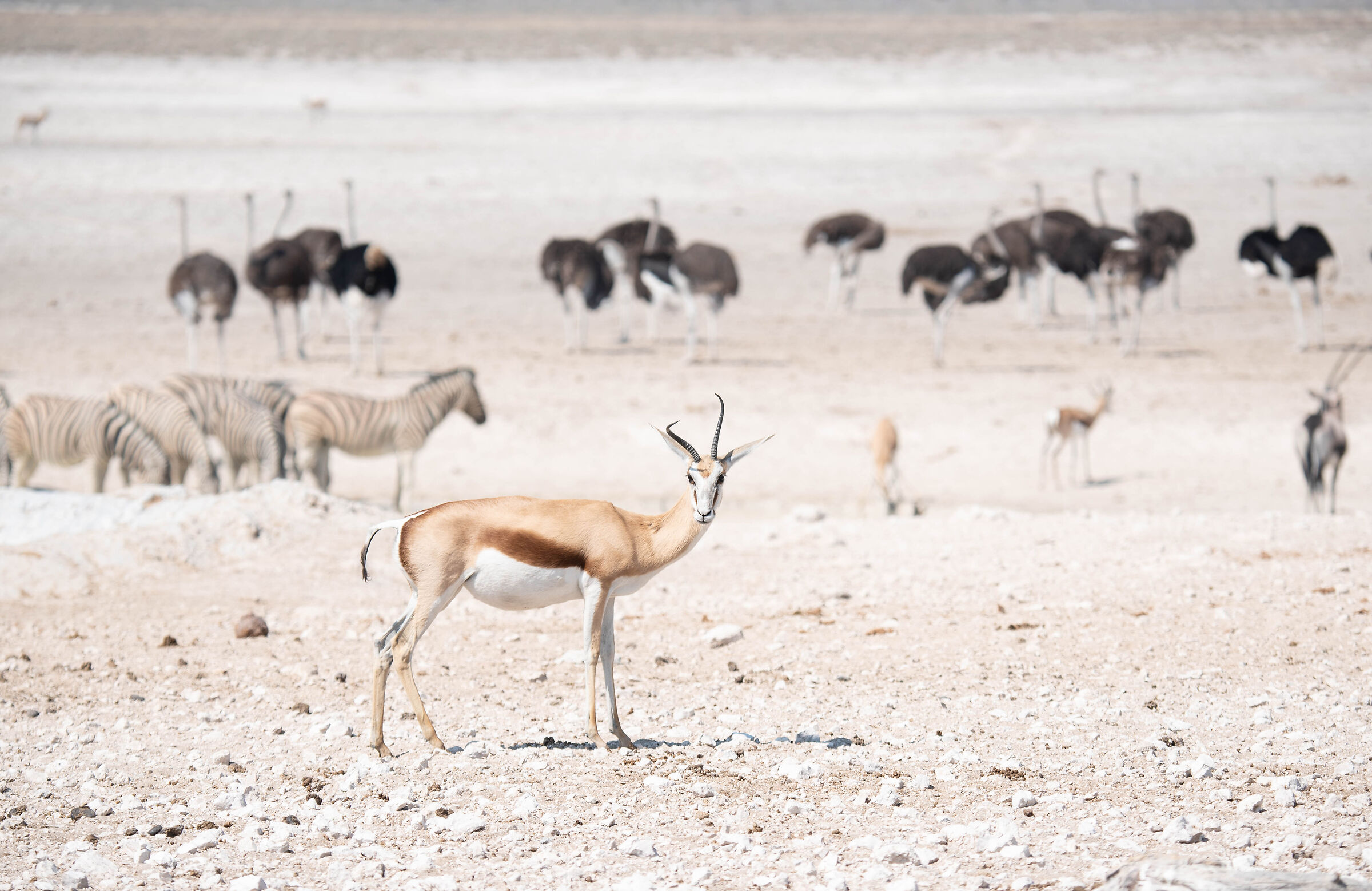 Nella polvere del Pan- Etosha- Namibia