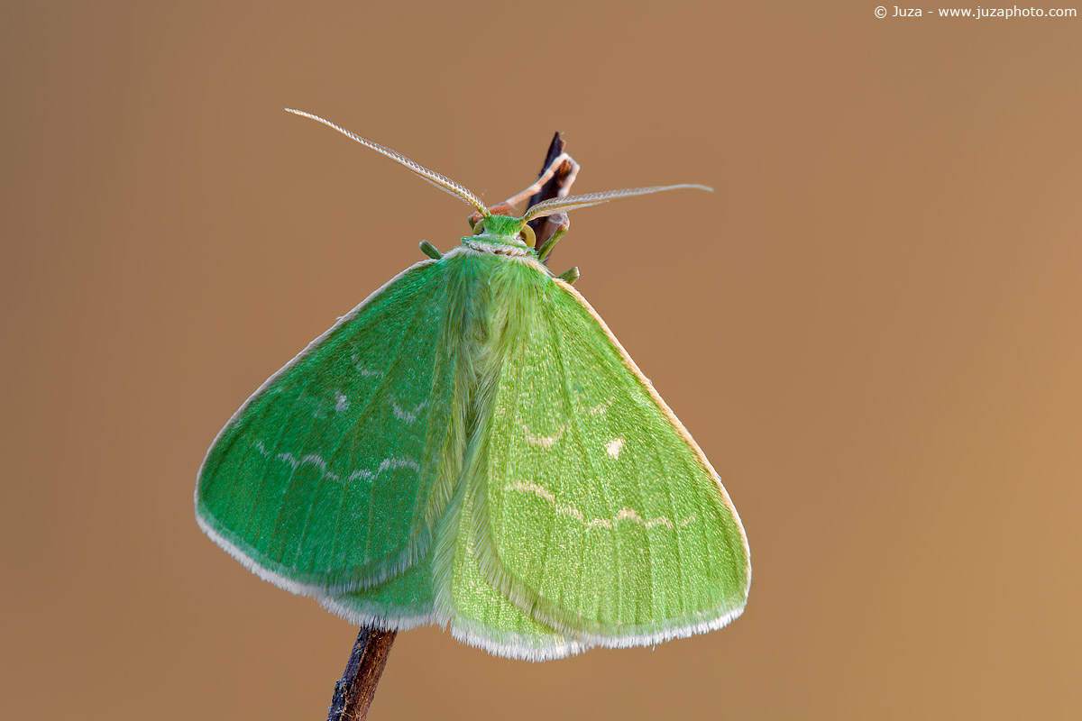 Thetidia smaragdaria, 005935