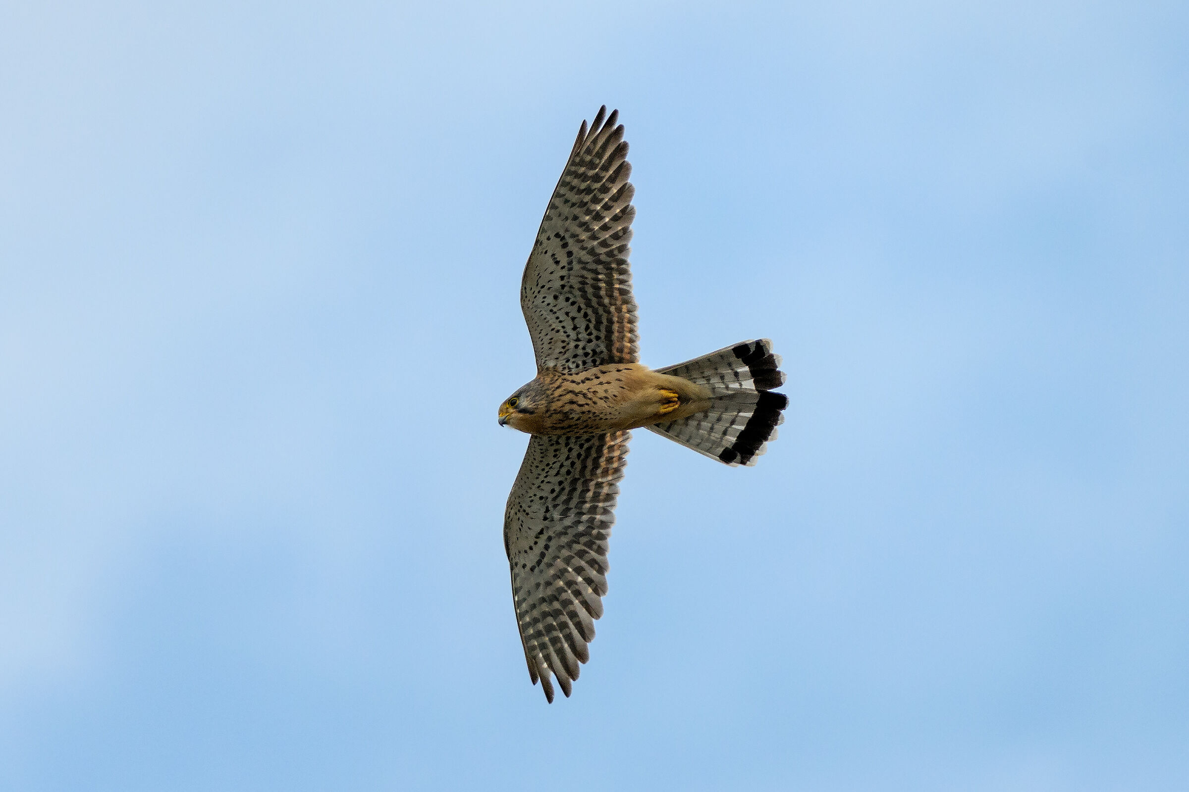 kestrel