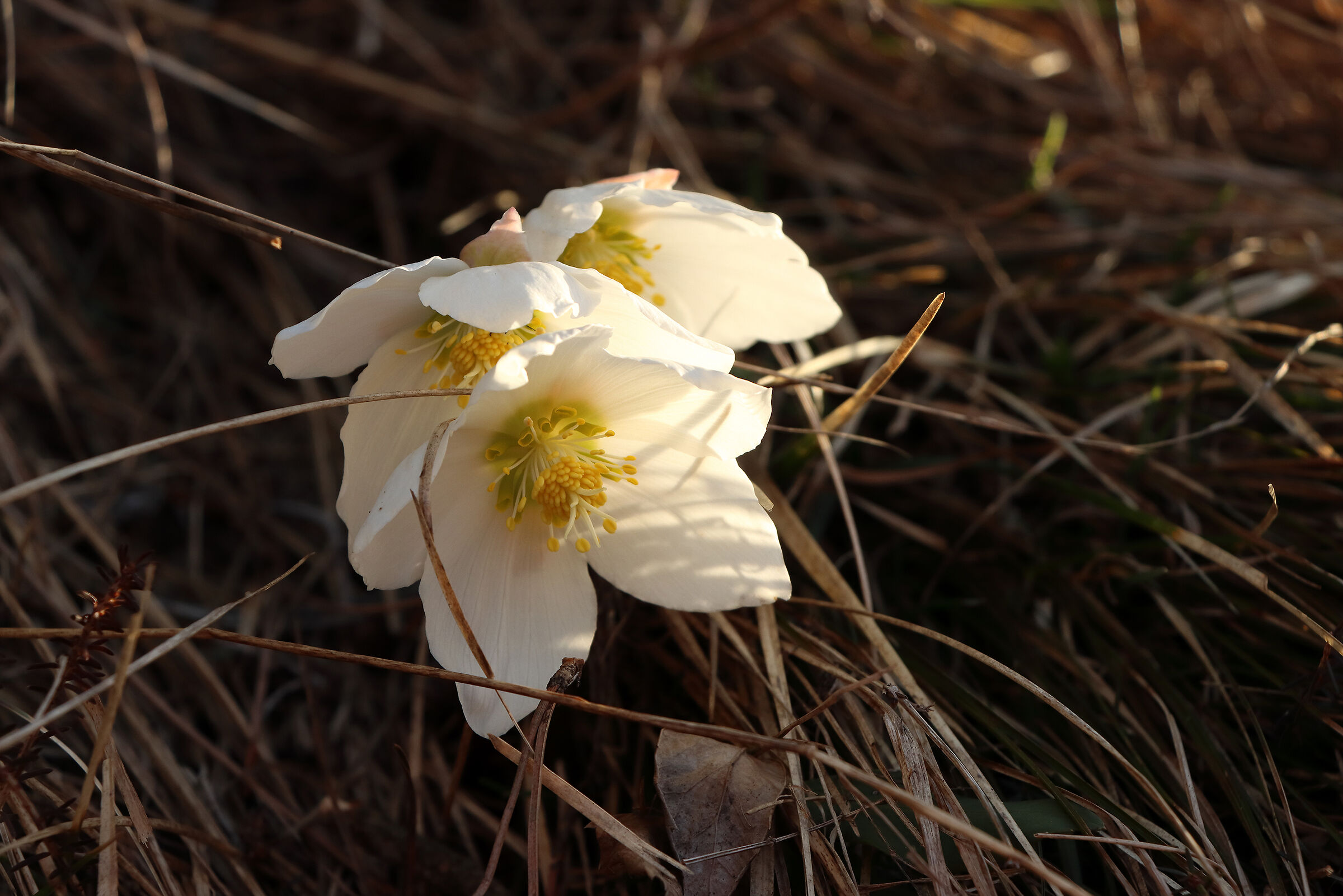 i "fratelli" ellebori