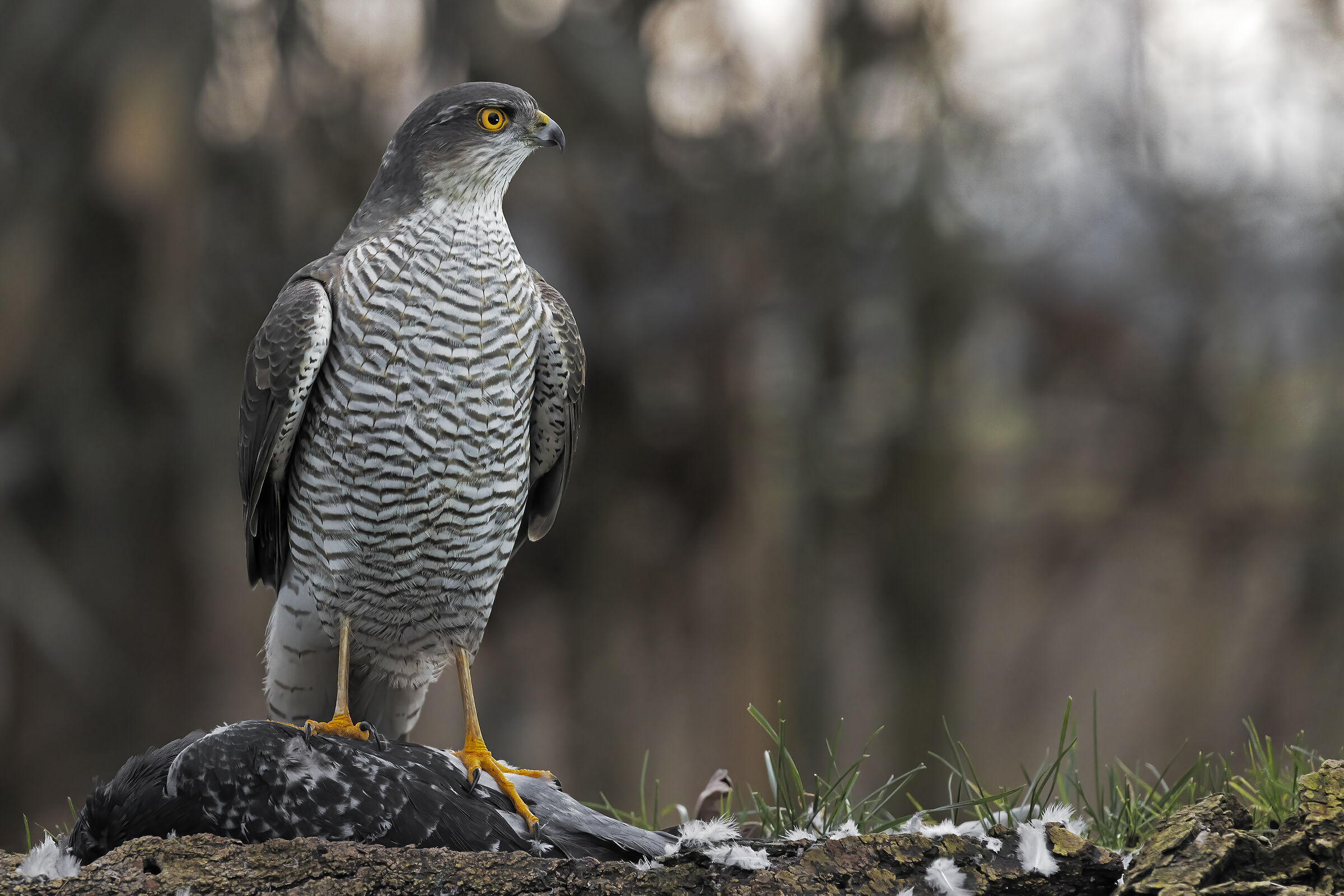 sparviere di vedetta