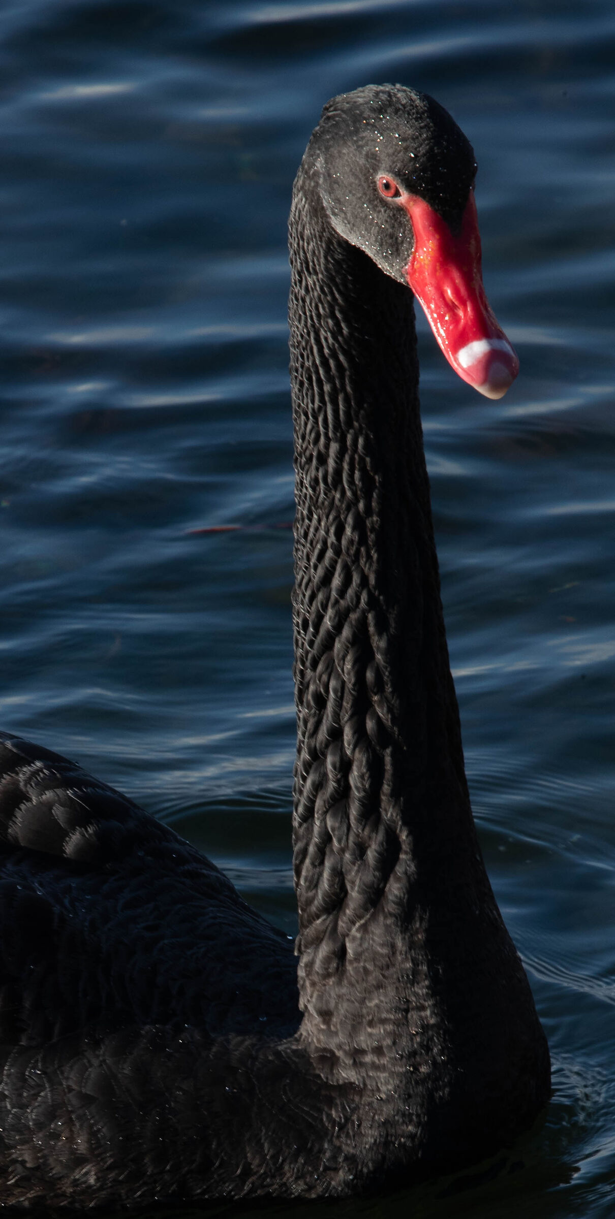black swan