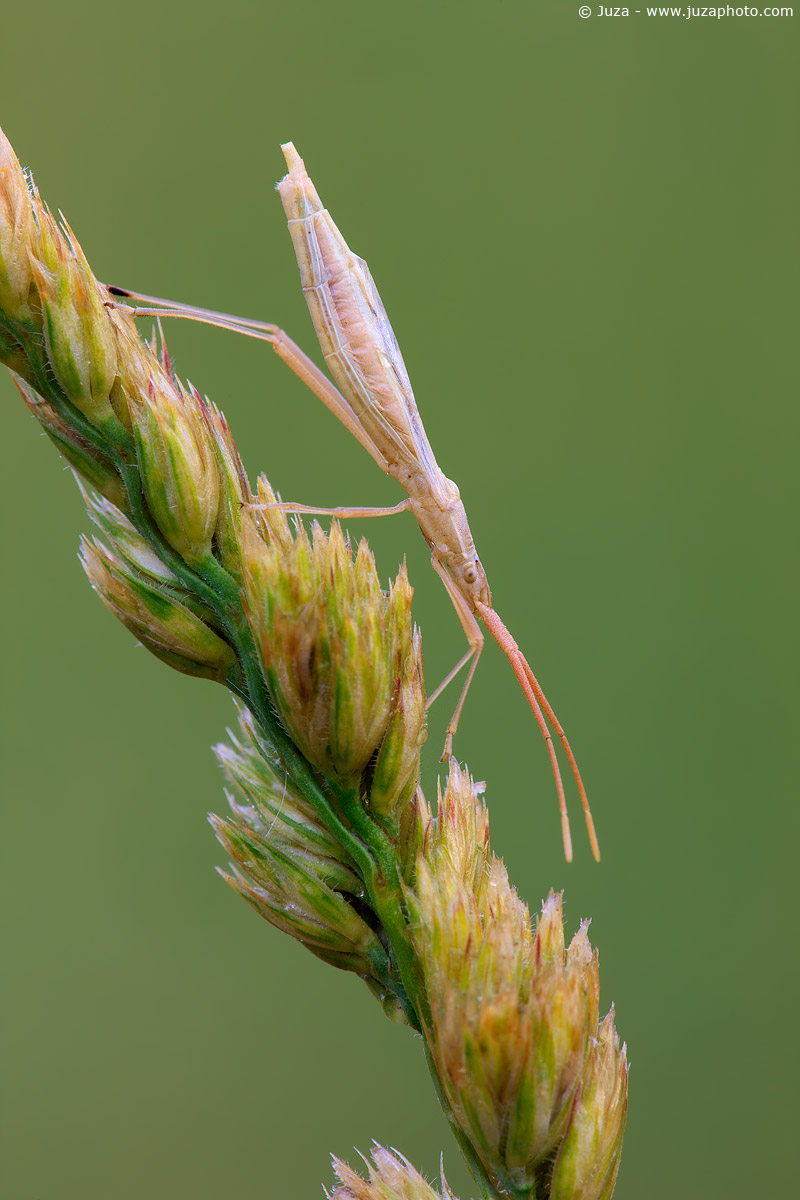 Chorosoma schillingi, 010097
