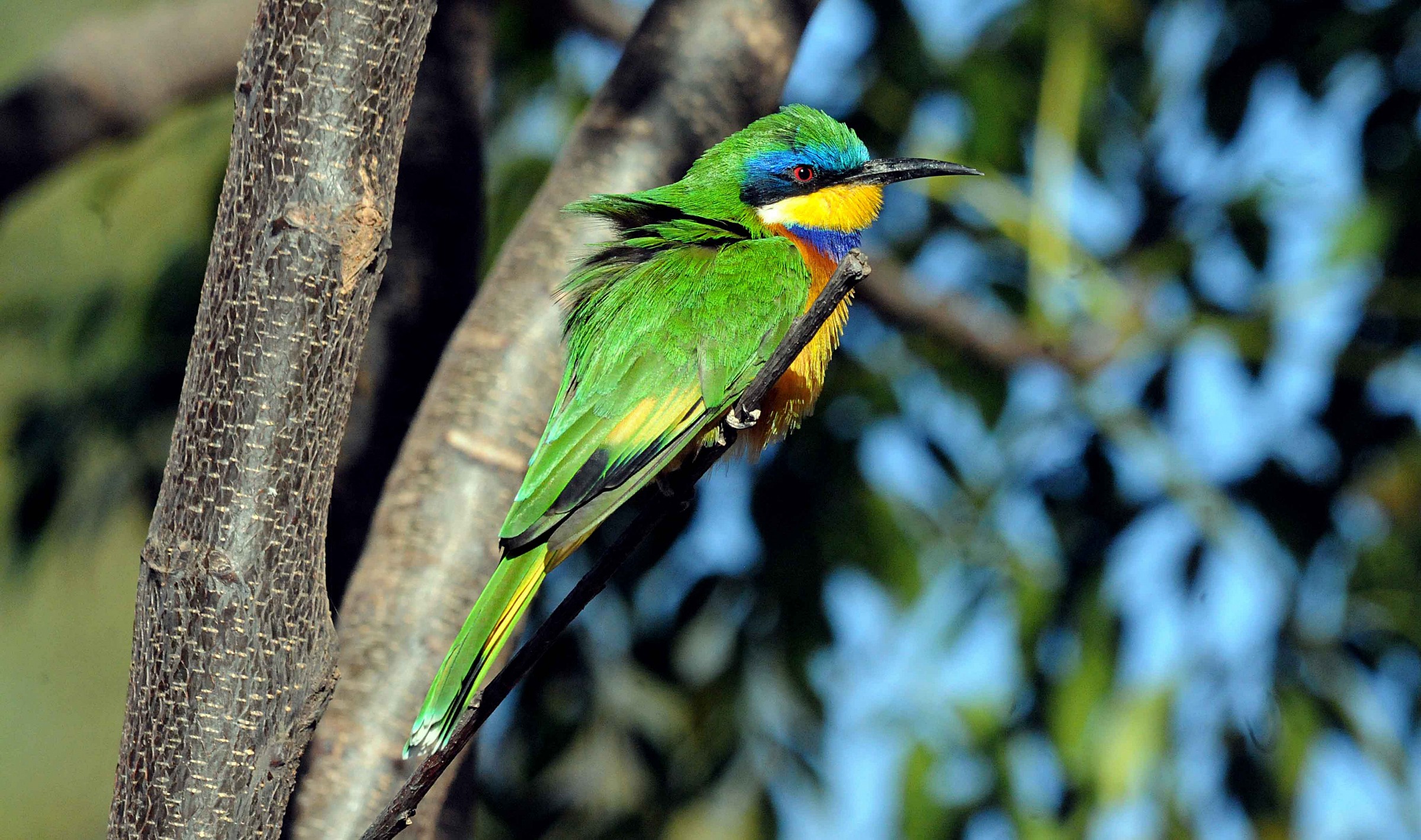 Bee-eater = Bleu-cheeked