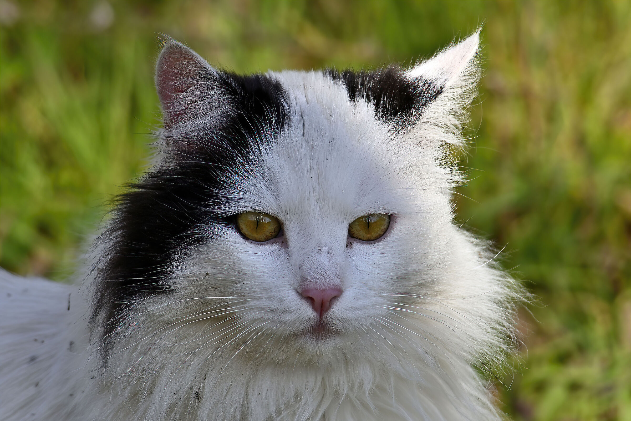 Gattone di campagna...