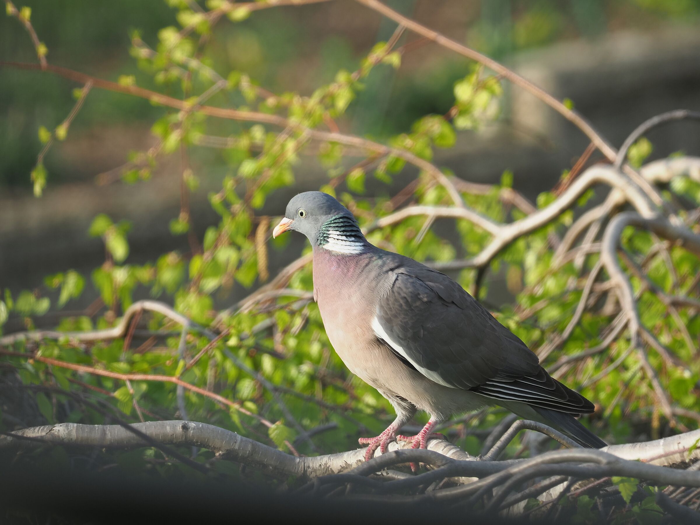 COLUMMBACCIO (columba palumbus)