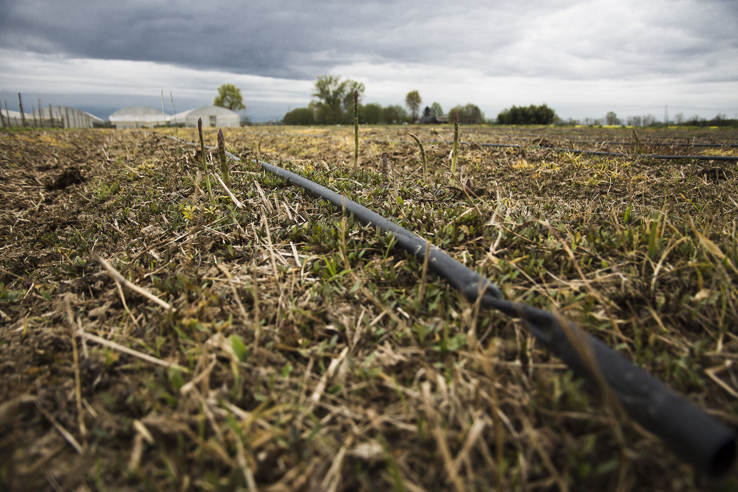 The Land of Asparagus