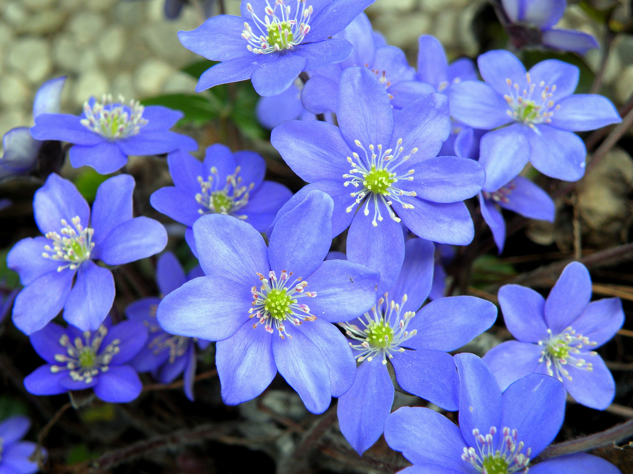 Colors of spring in the garden