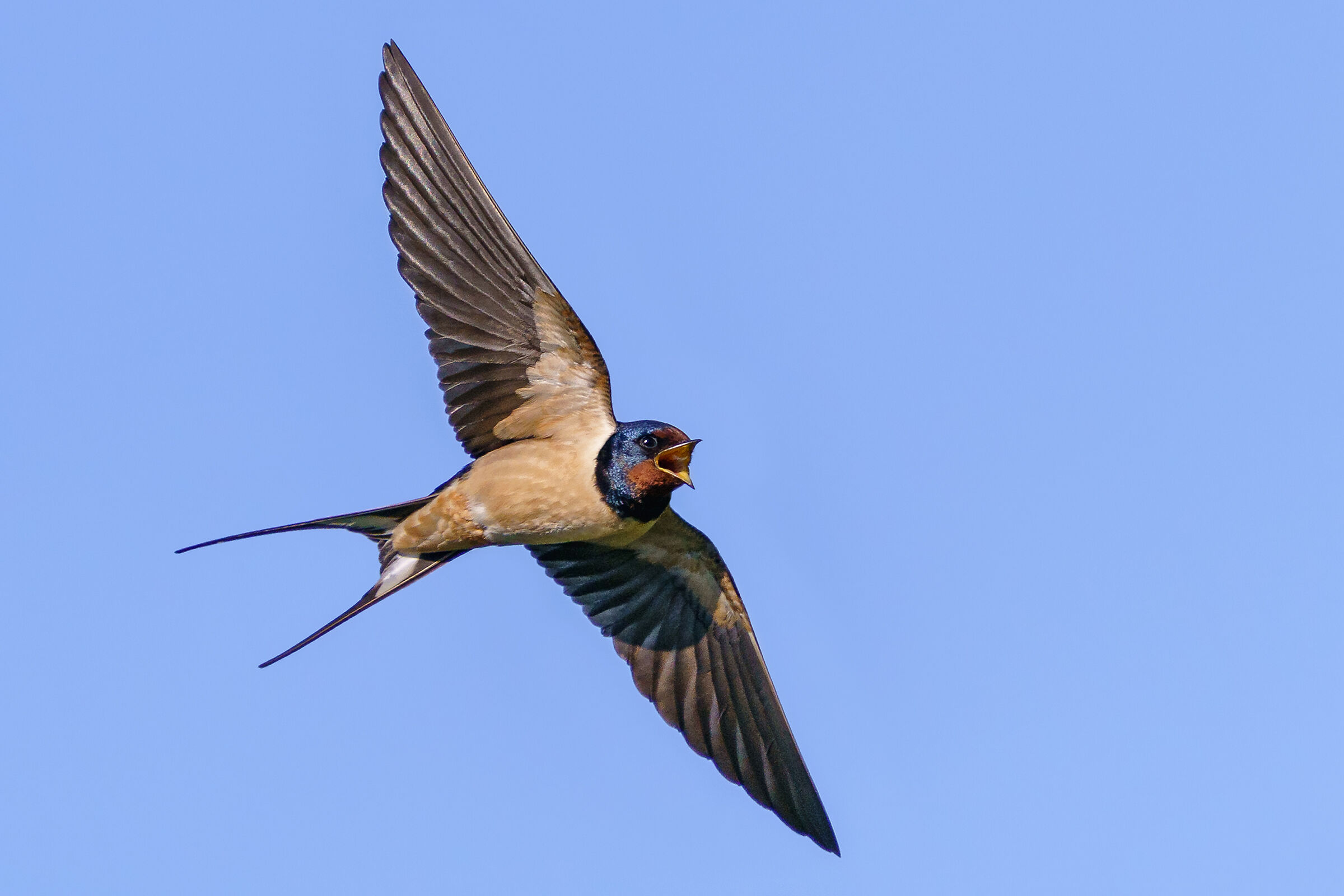 Insect Hunting - Domestic Swallow