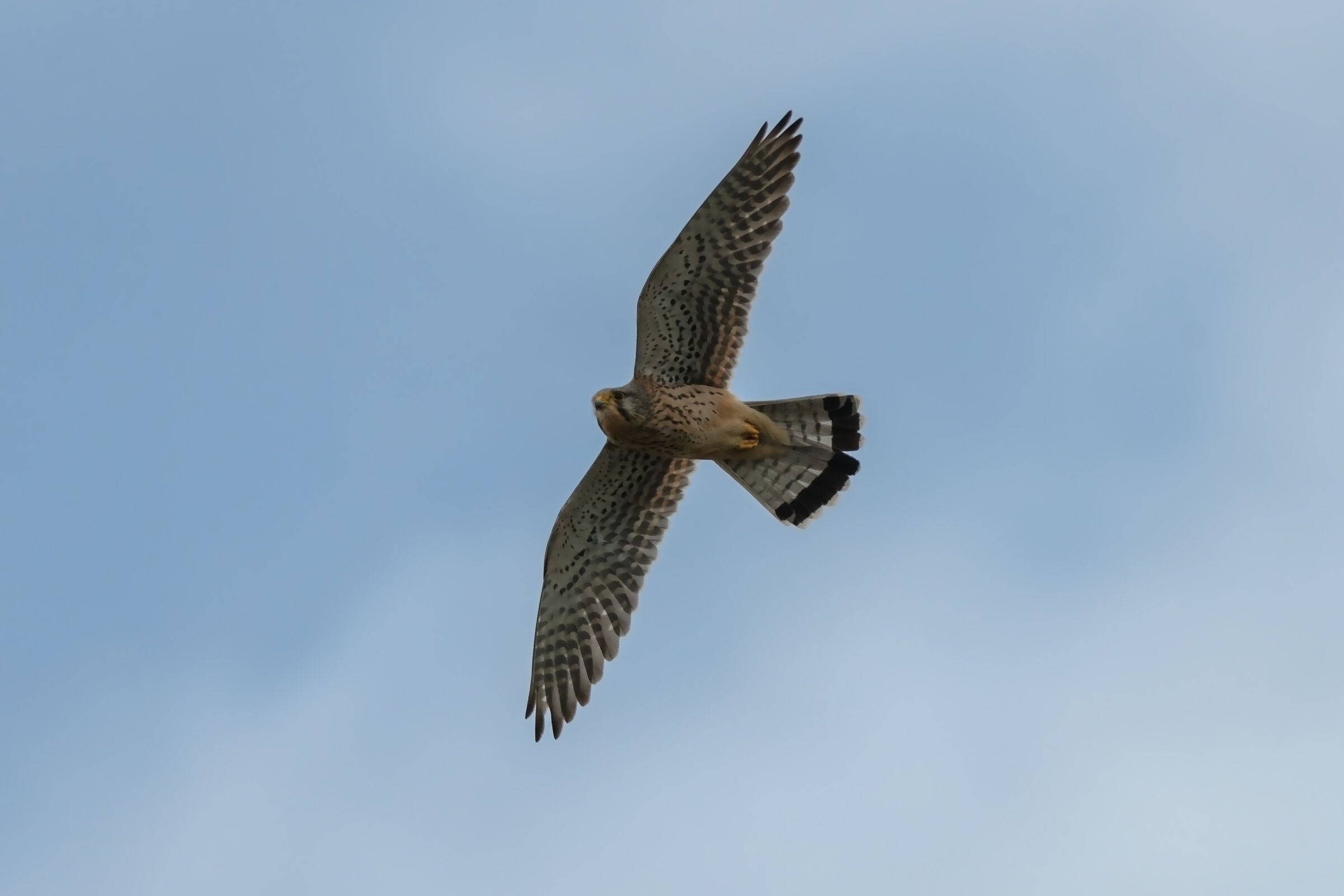 kestrel