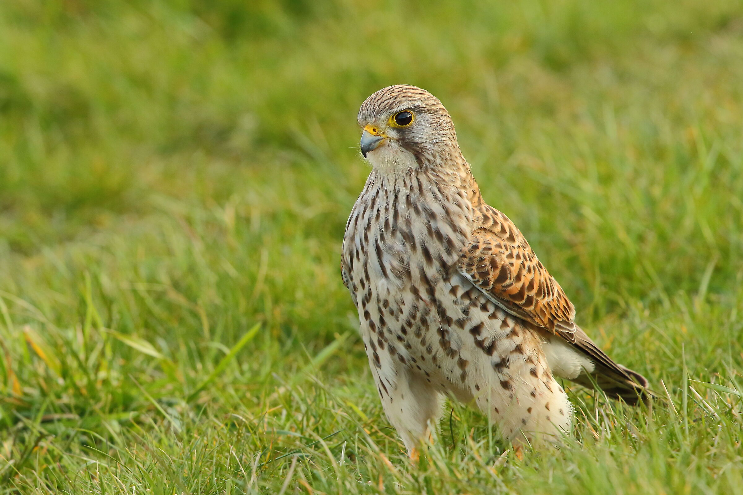 kestrel