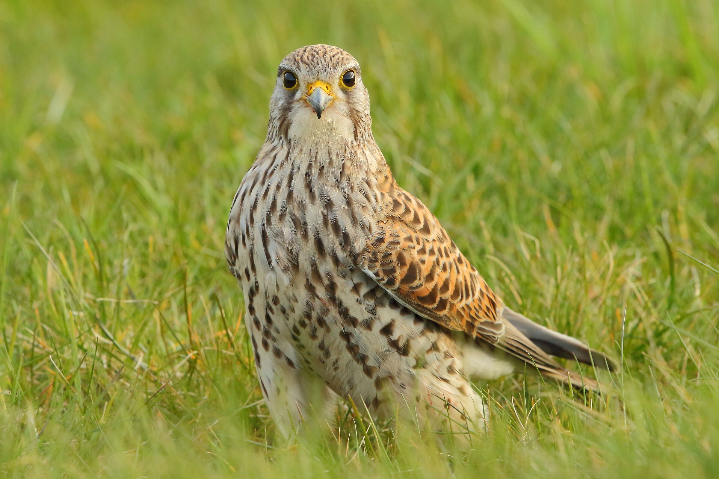 kestrel