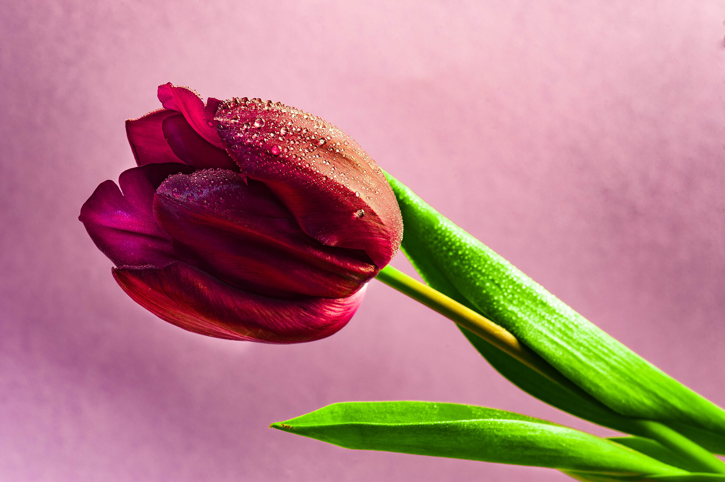 Tulipano rosso-bordò