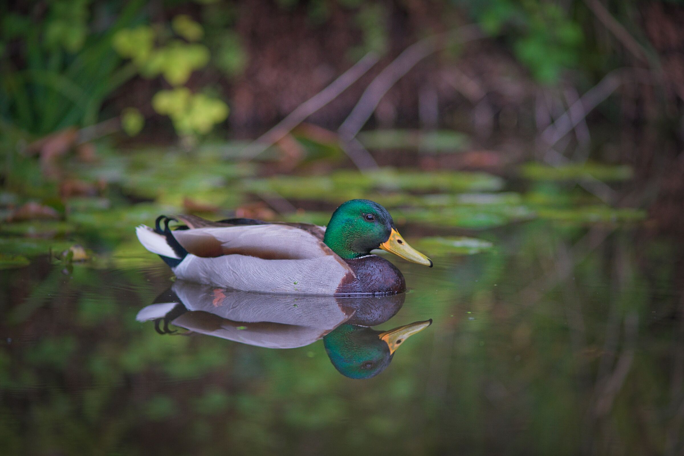 Minolta test 200mm 2.8