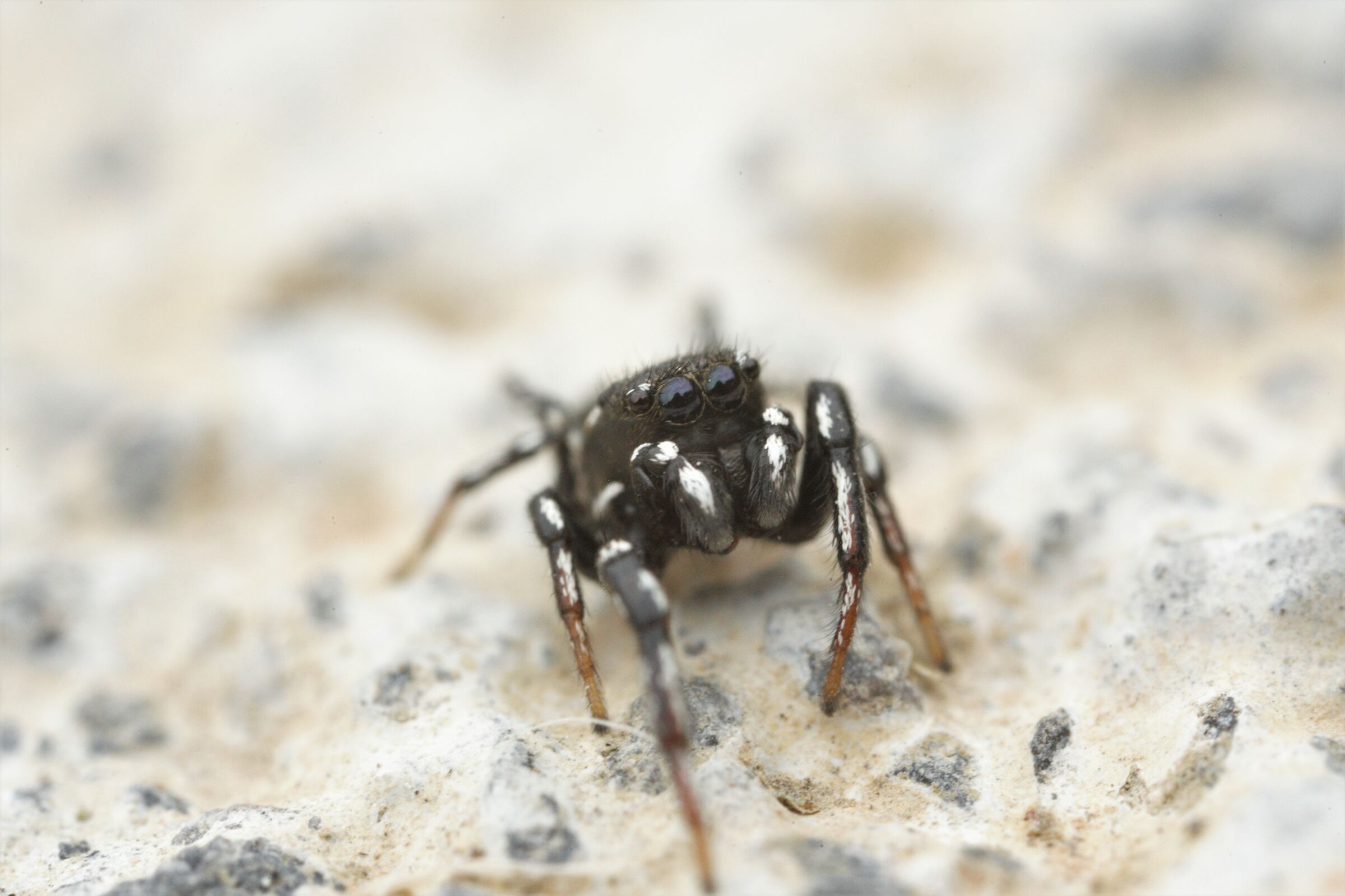 salticidae piccolo ragno saltatore