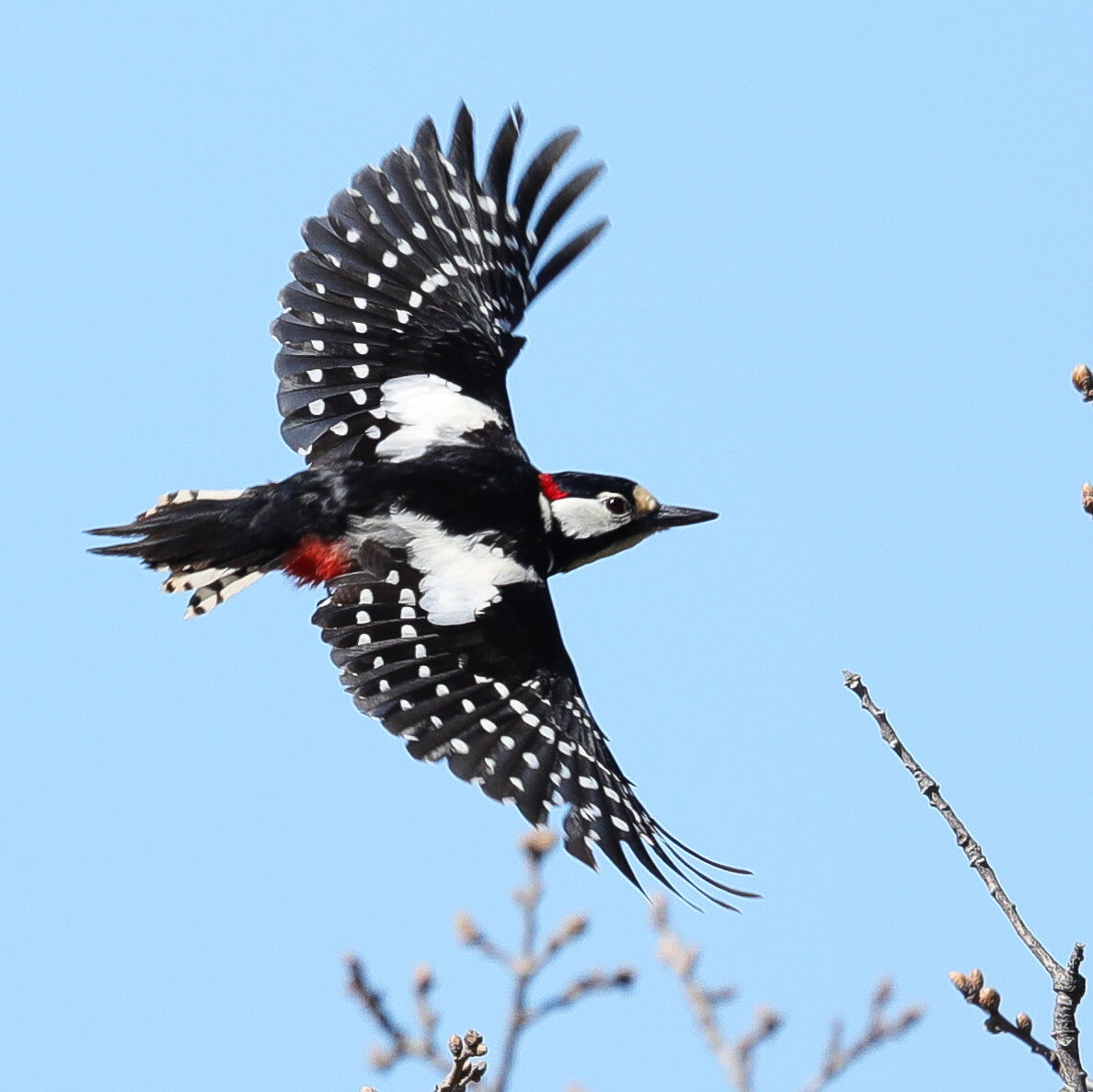 Red Woodpecker in flight
