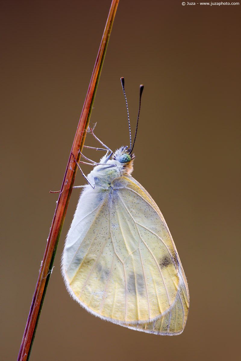 Pieris brassicae, 005964