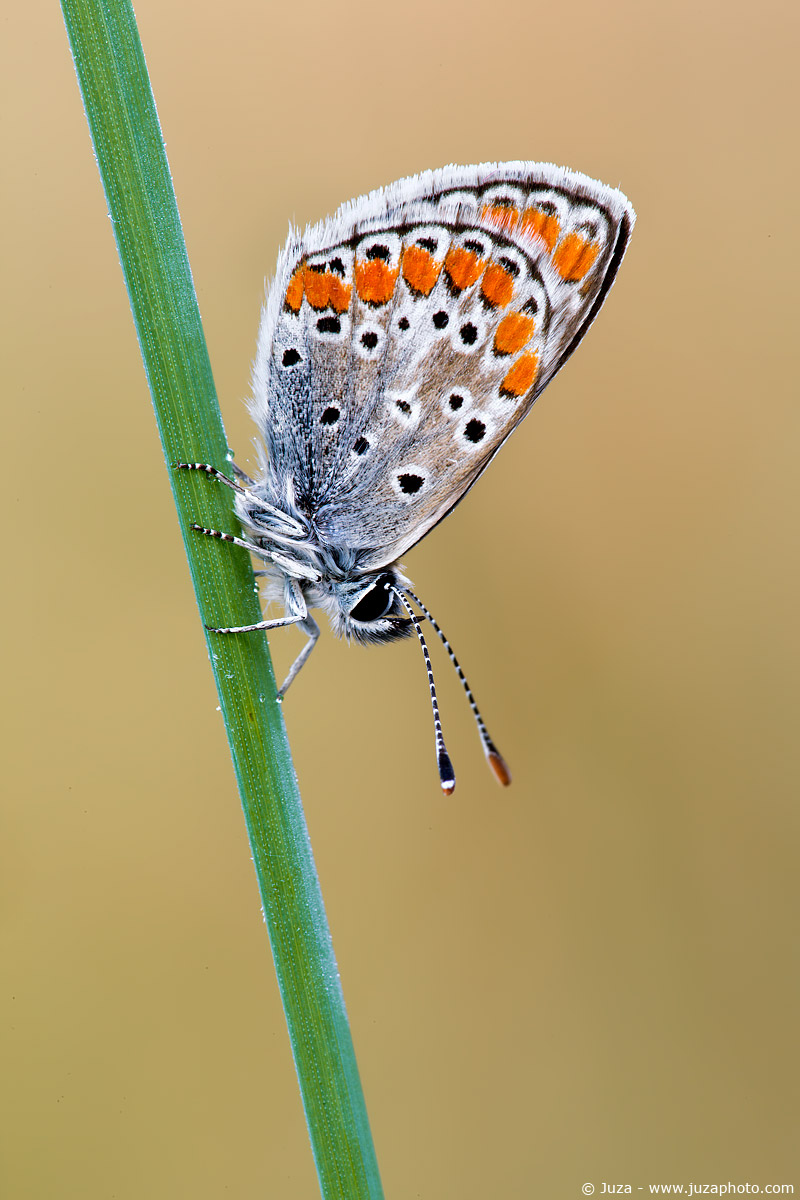 Aricia agestis, 007146