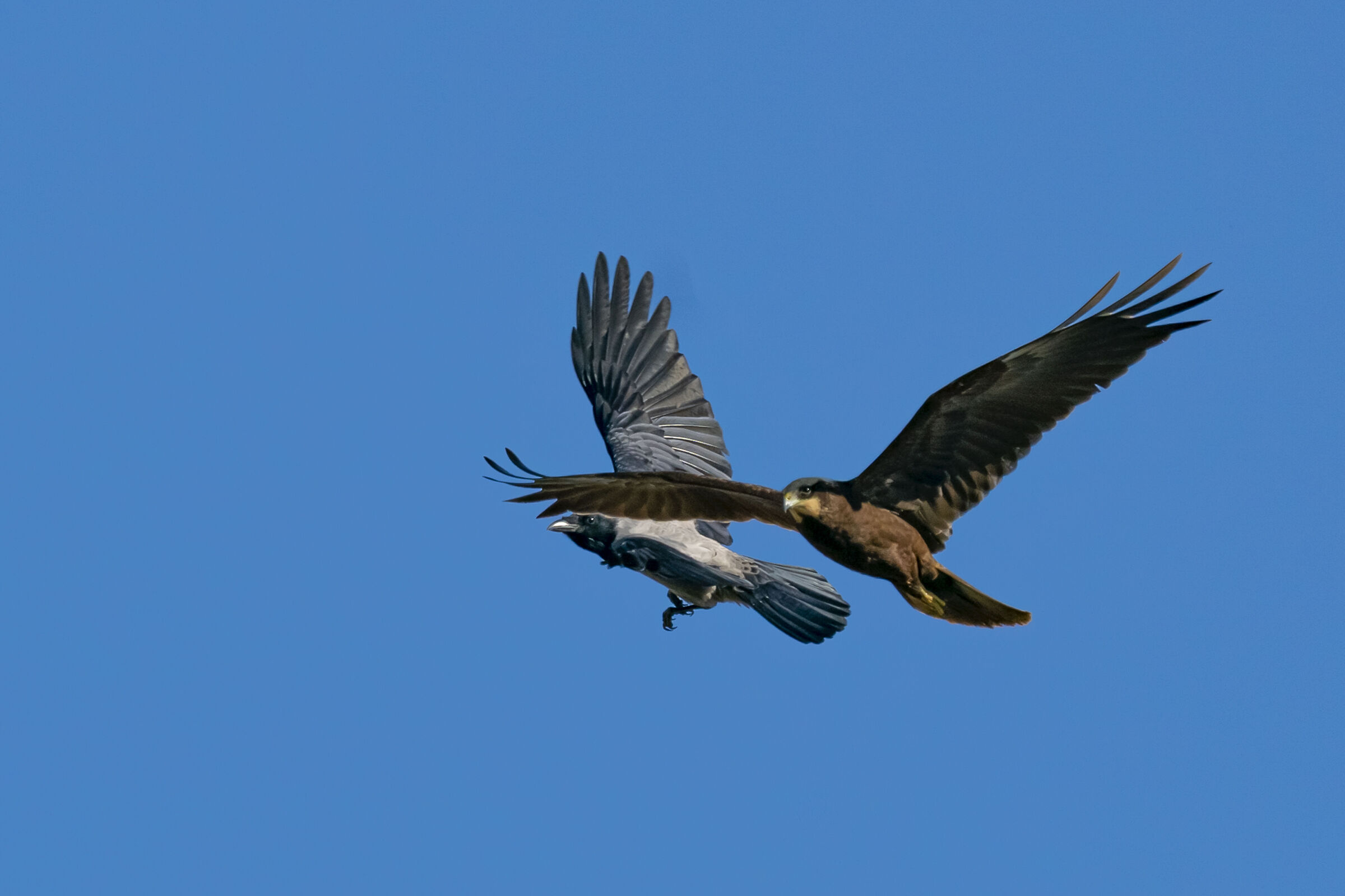 Falco di palude e Cornacchia grigia